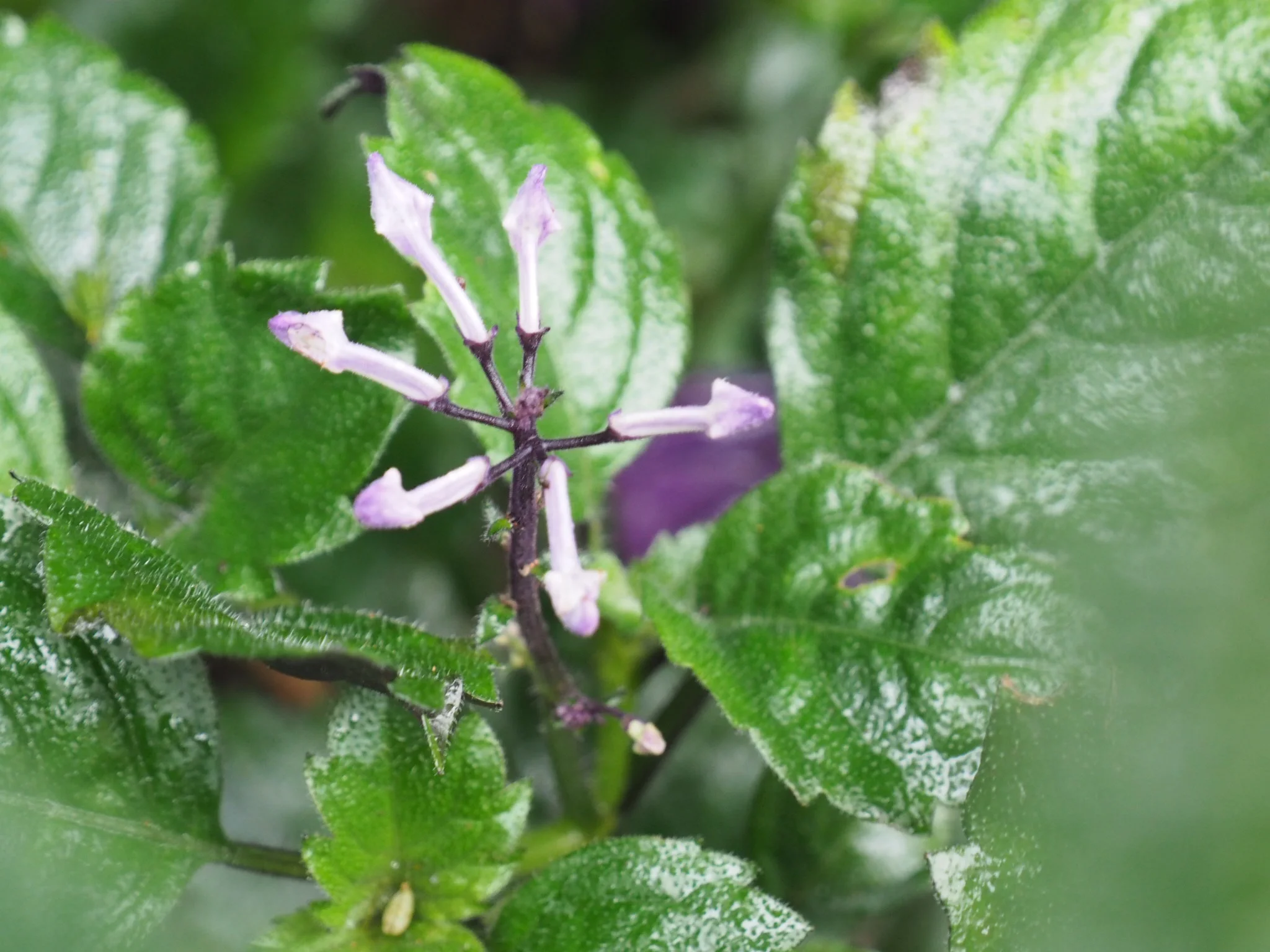 Plectranthus ‘Velvet Elvis’.
