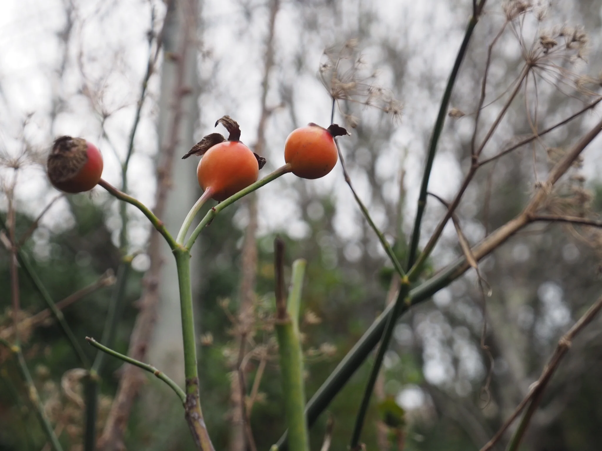 Etoile de Hollande hips and bronze fennel.