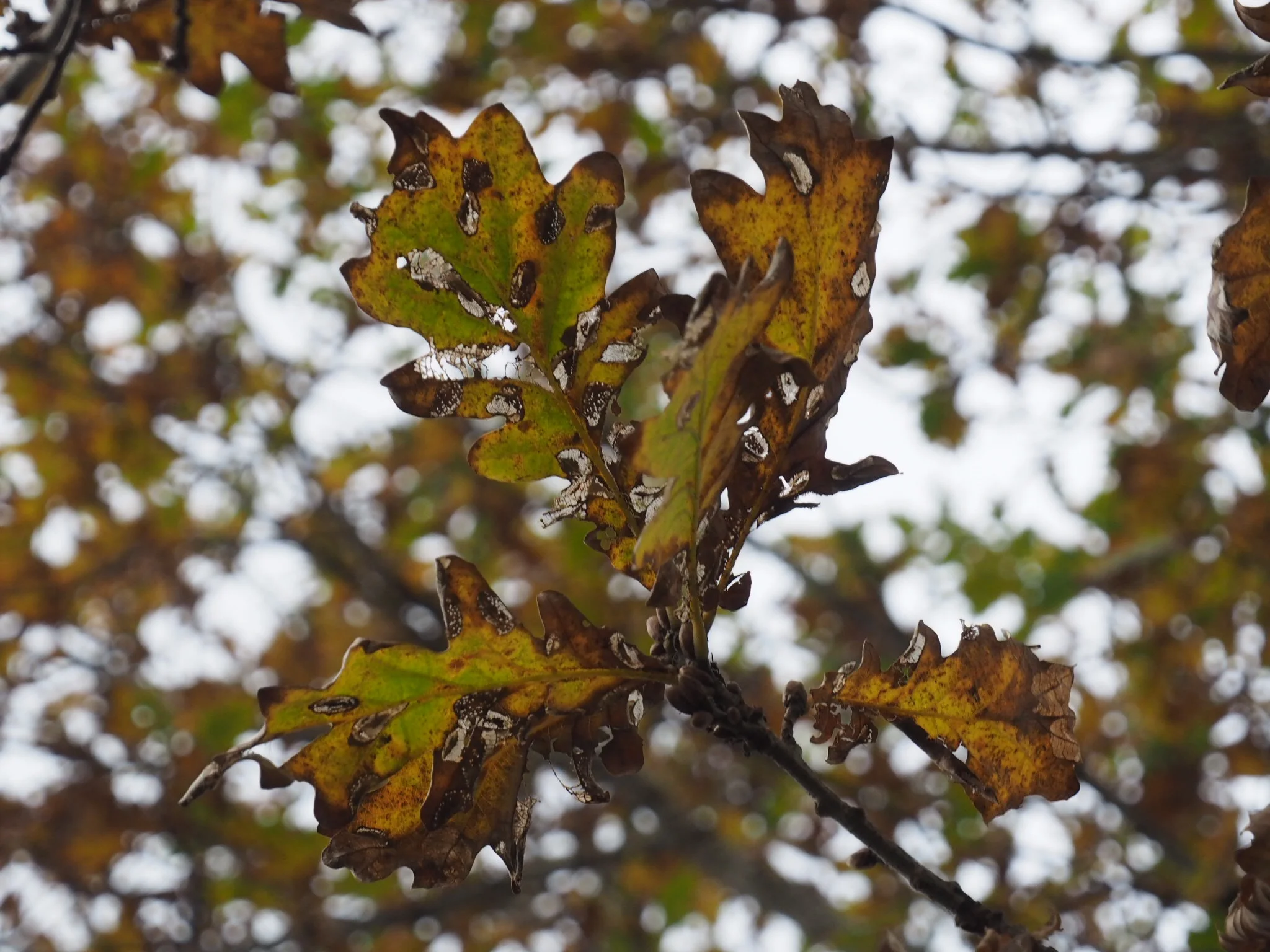 My oak tree, Quercus robur.