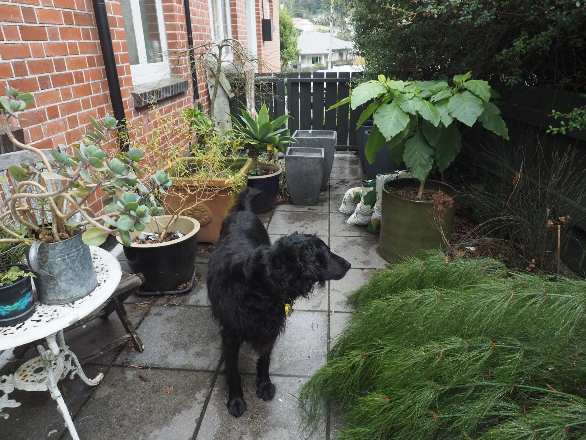The courtyard garden.