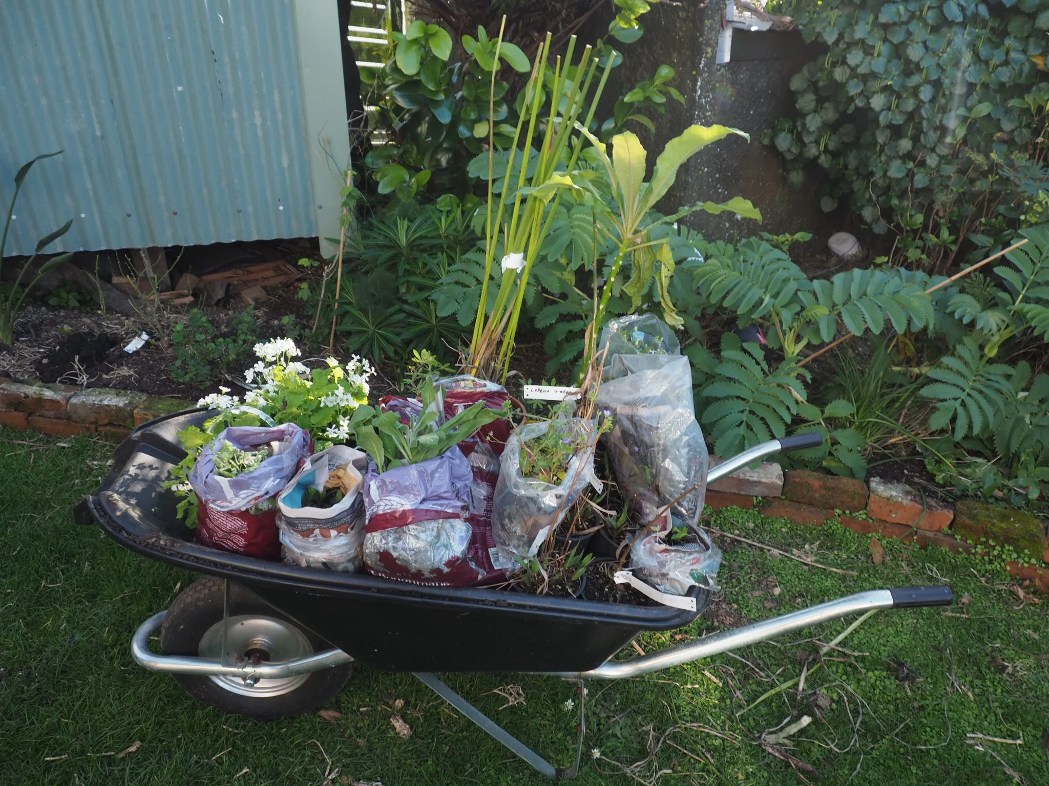 Wheelbarrow holding plants I bought.