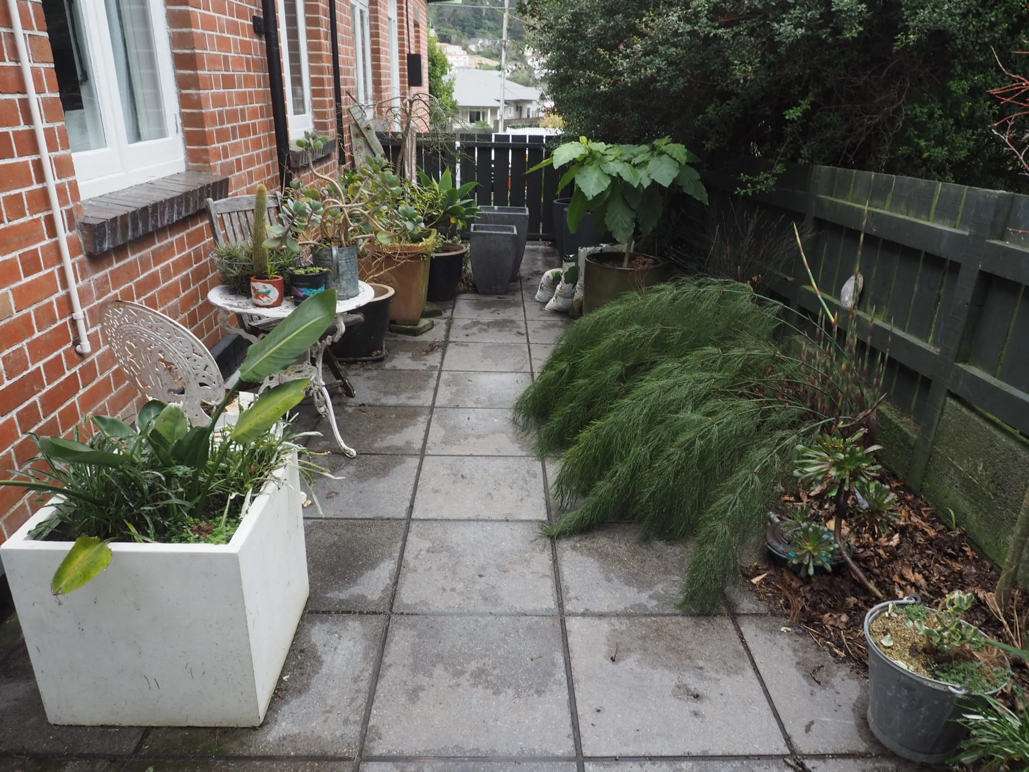 The courtyard garden.
