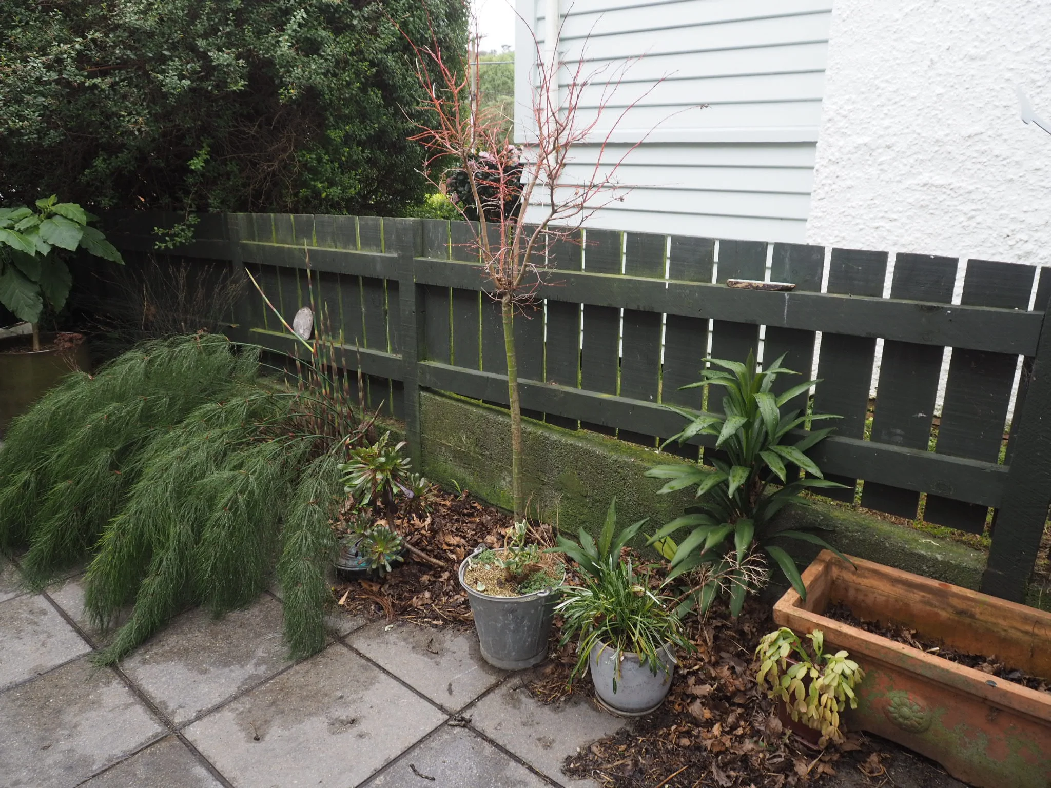 The courtyard garden.