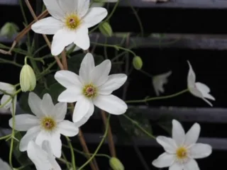 Botany for Gardeners