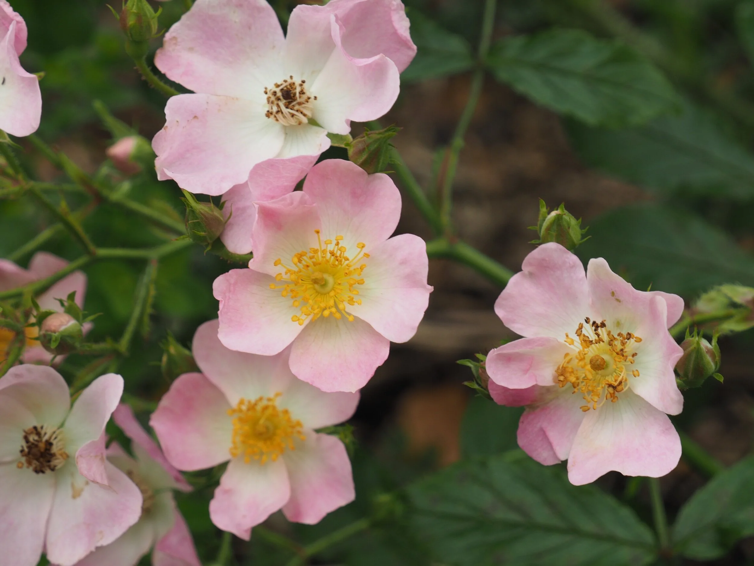 IMG_1538.jpeg