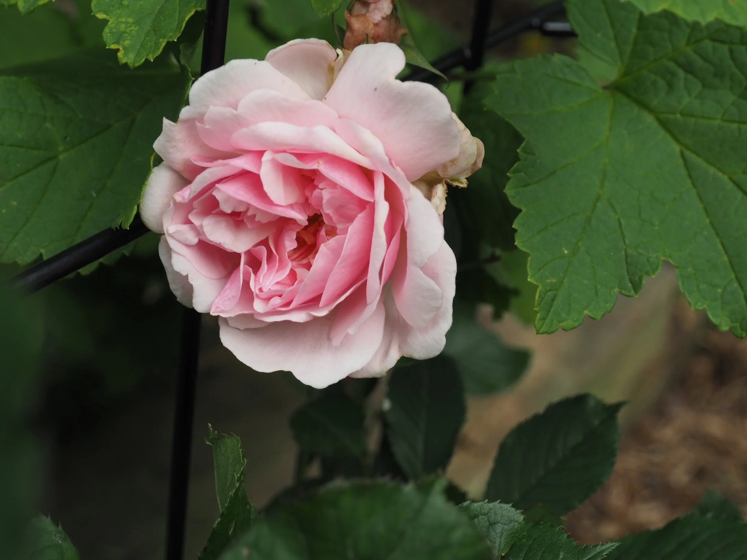 IMG_1160.jpeg