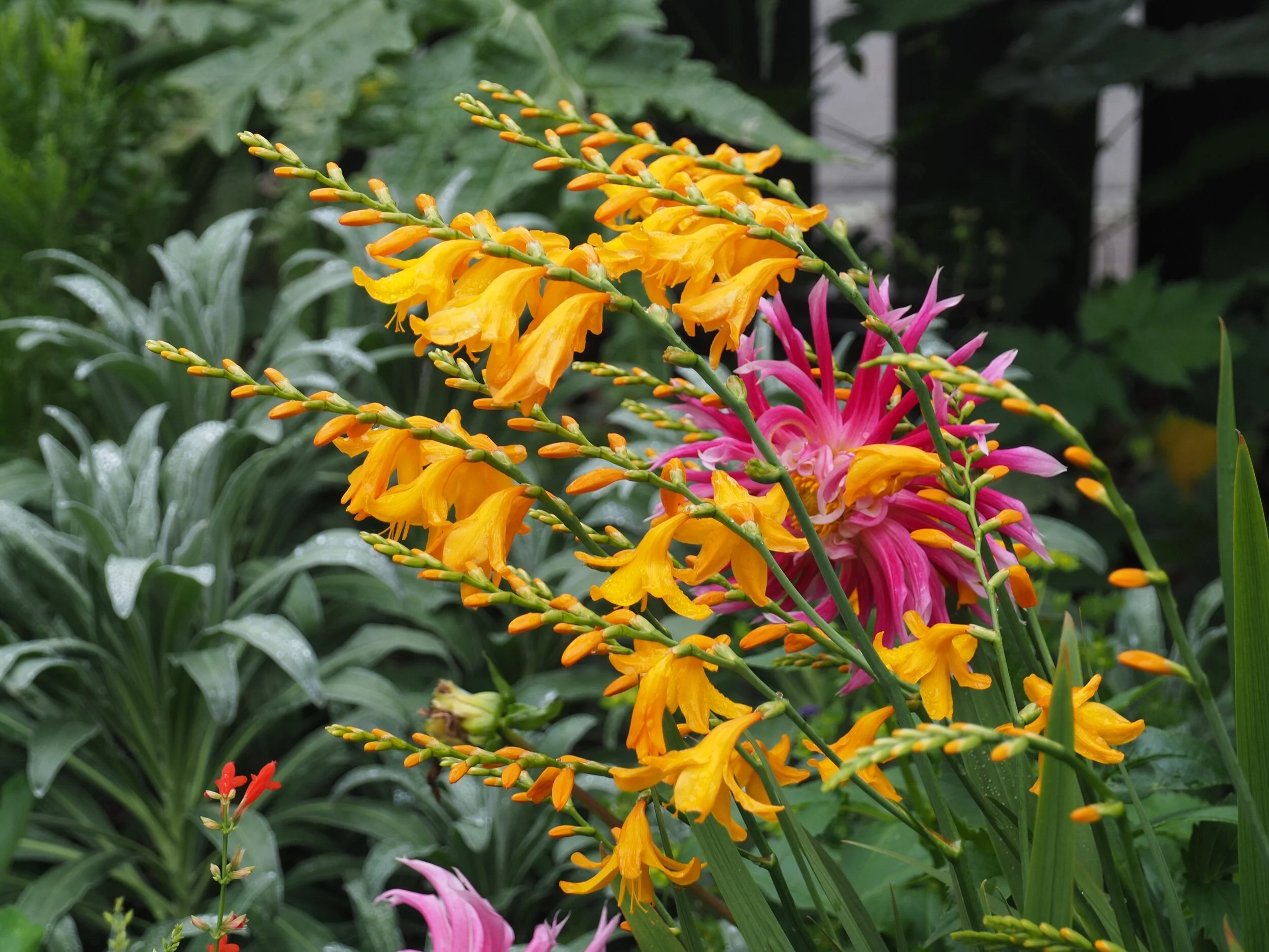 Crocosmia ‘Lady Hamilton’ in my front garden.