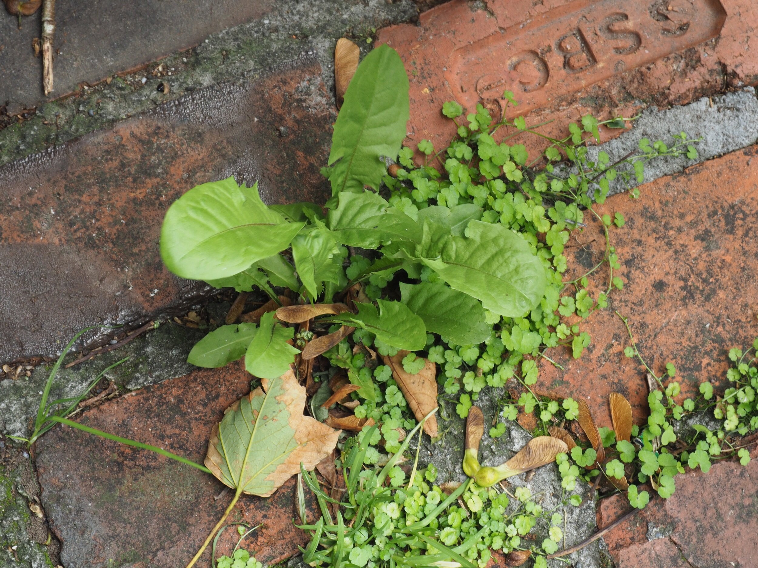 Weeds in my brick courtyard.