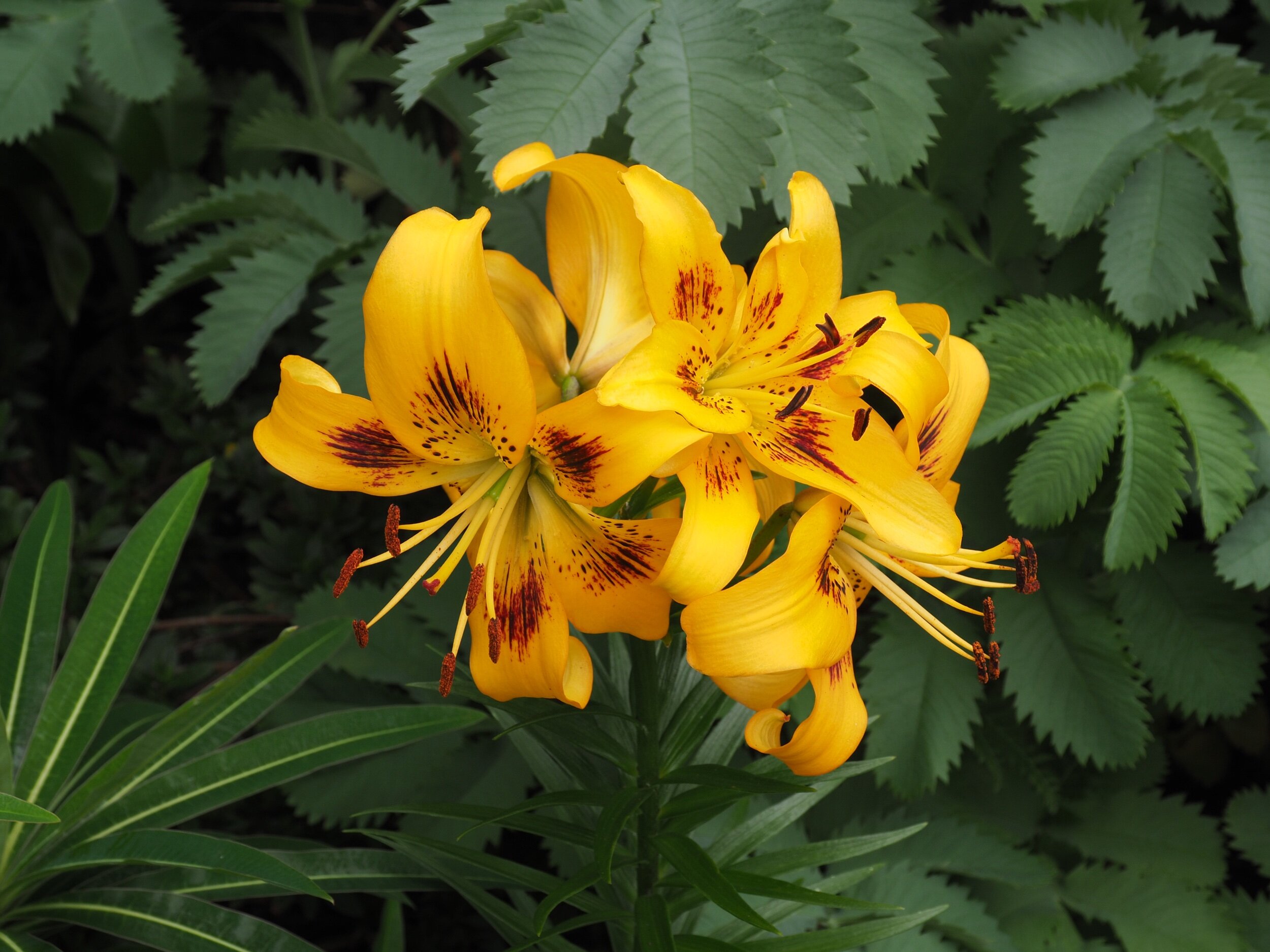 Tiger Lily Yellow Bruse in my front garden.