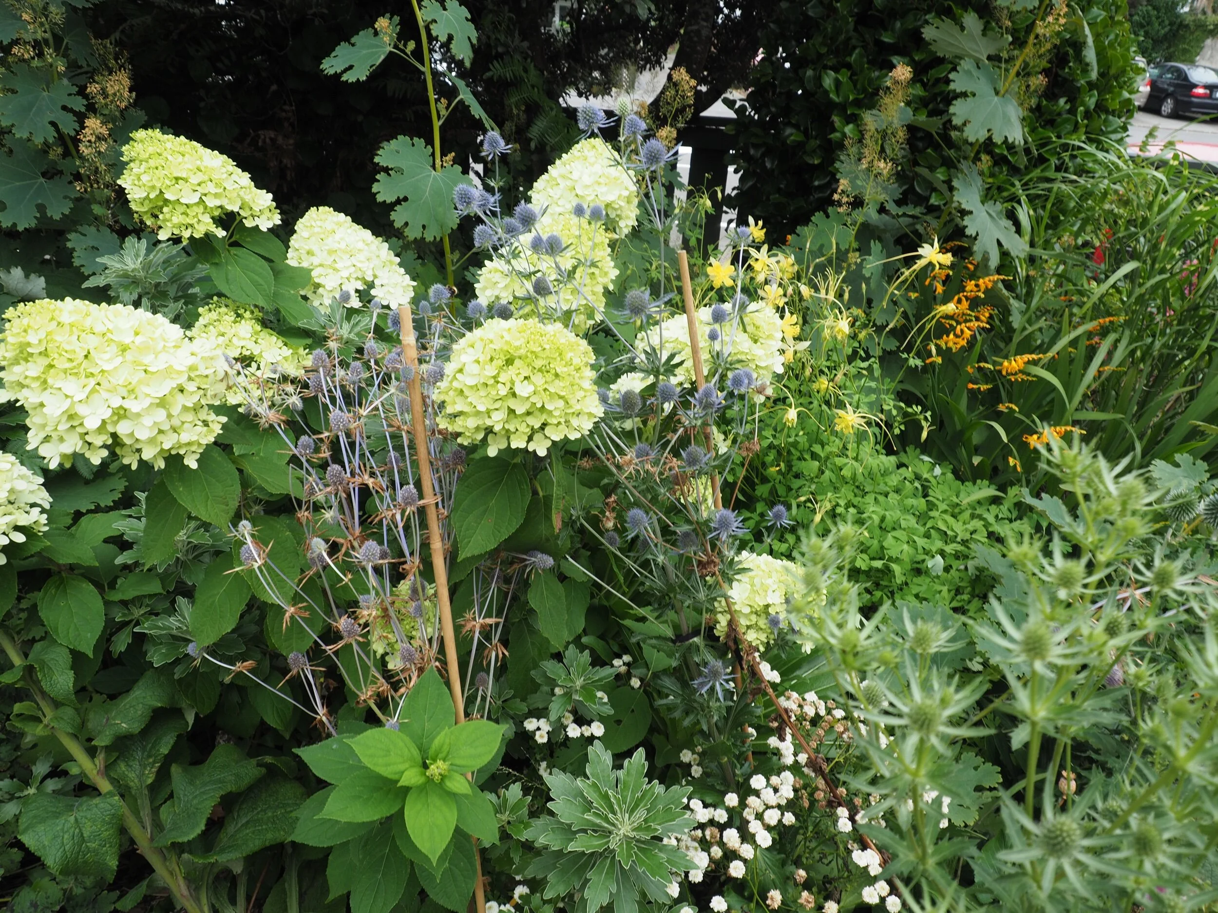 Stakes in the front garden.