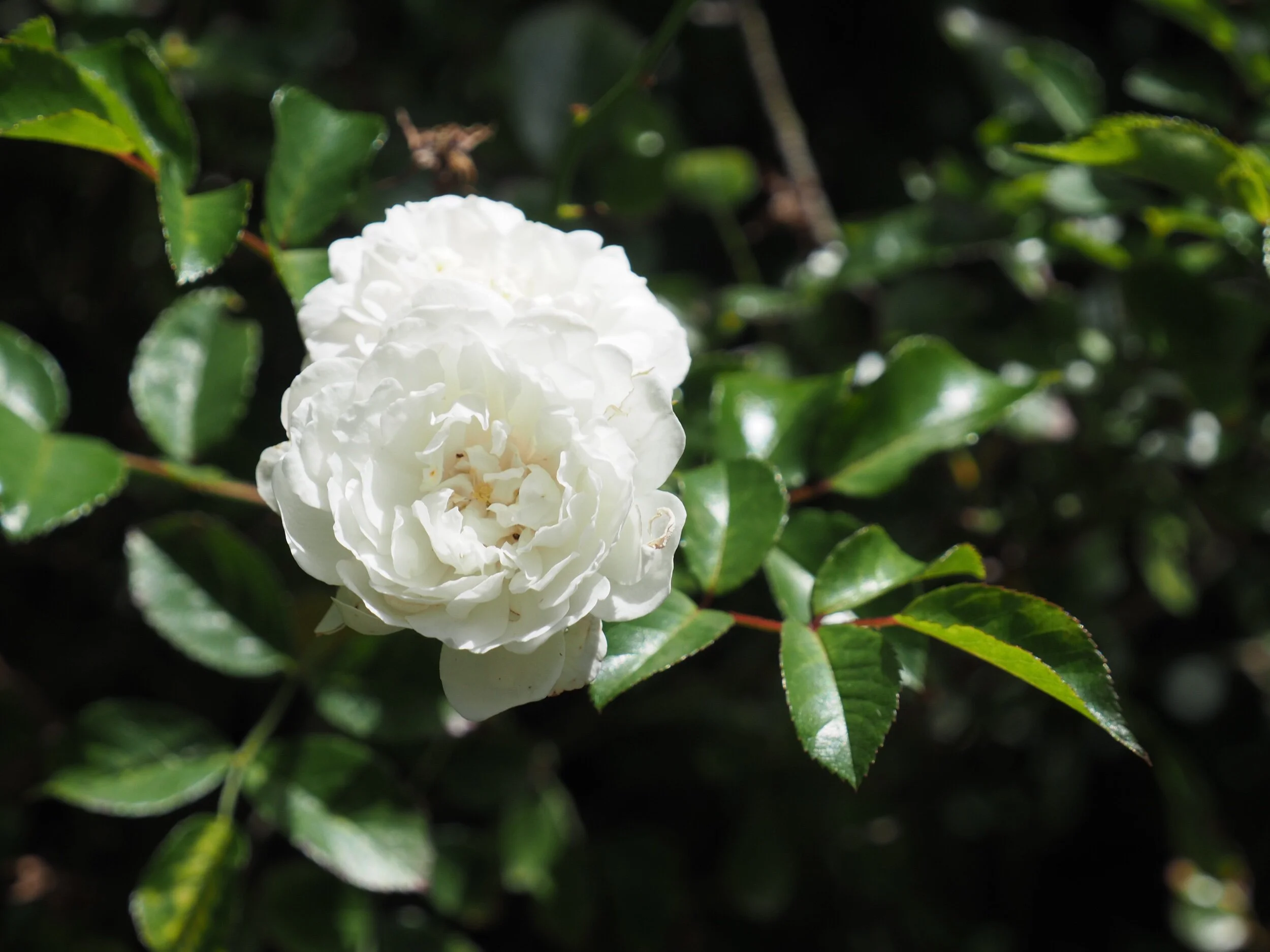 Sanders White Rambler.