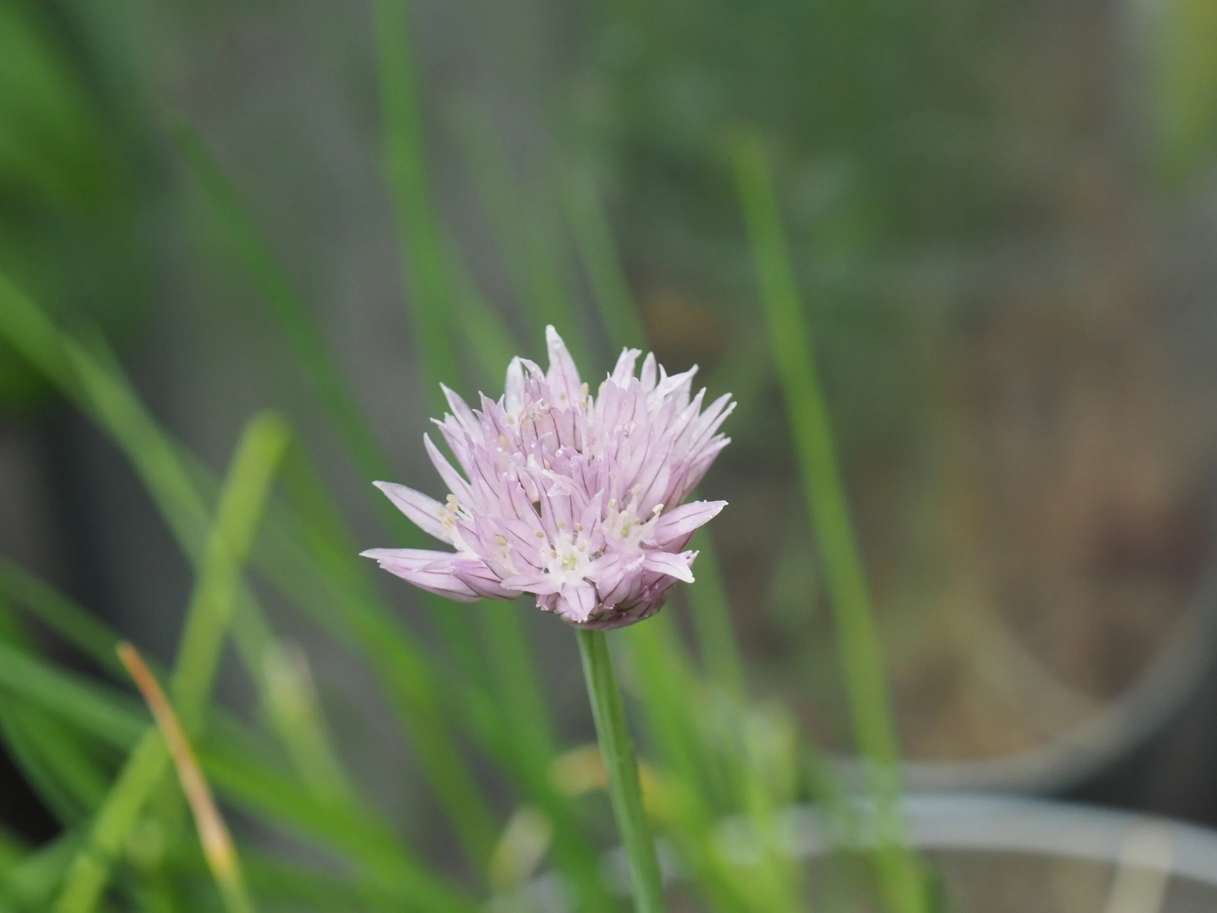 Chive flower.