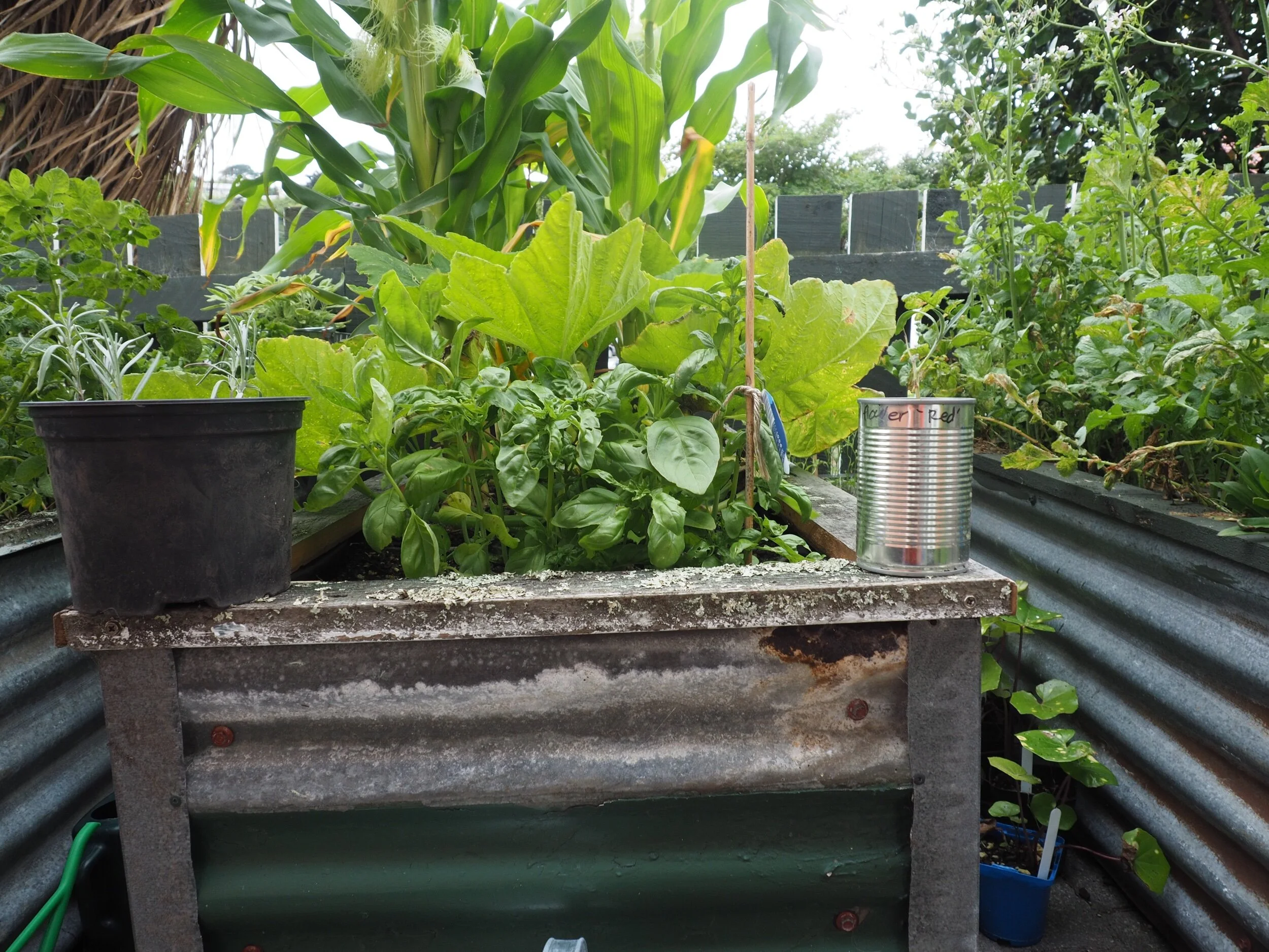 The basil, corn and squash.