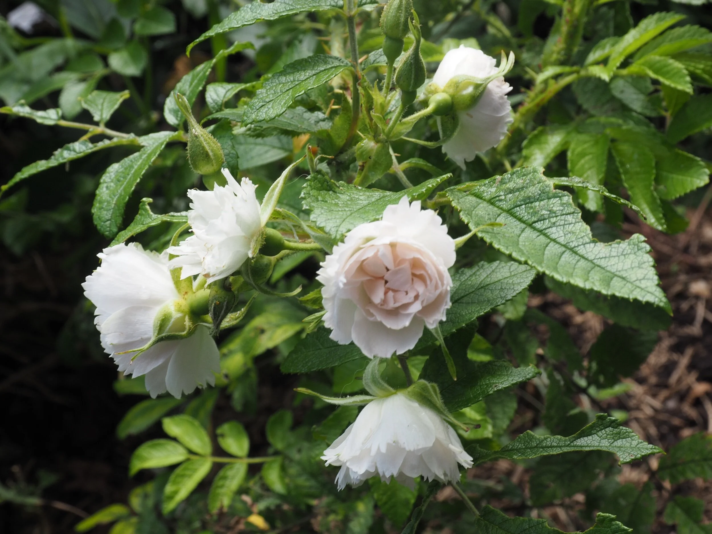 Rugosa ‘White Grootendorst’, 1962.