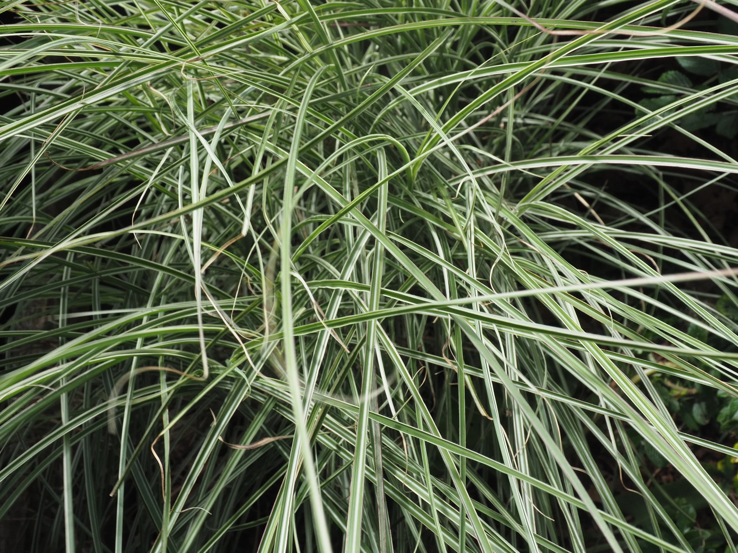 Miscanthus sinensis.
