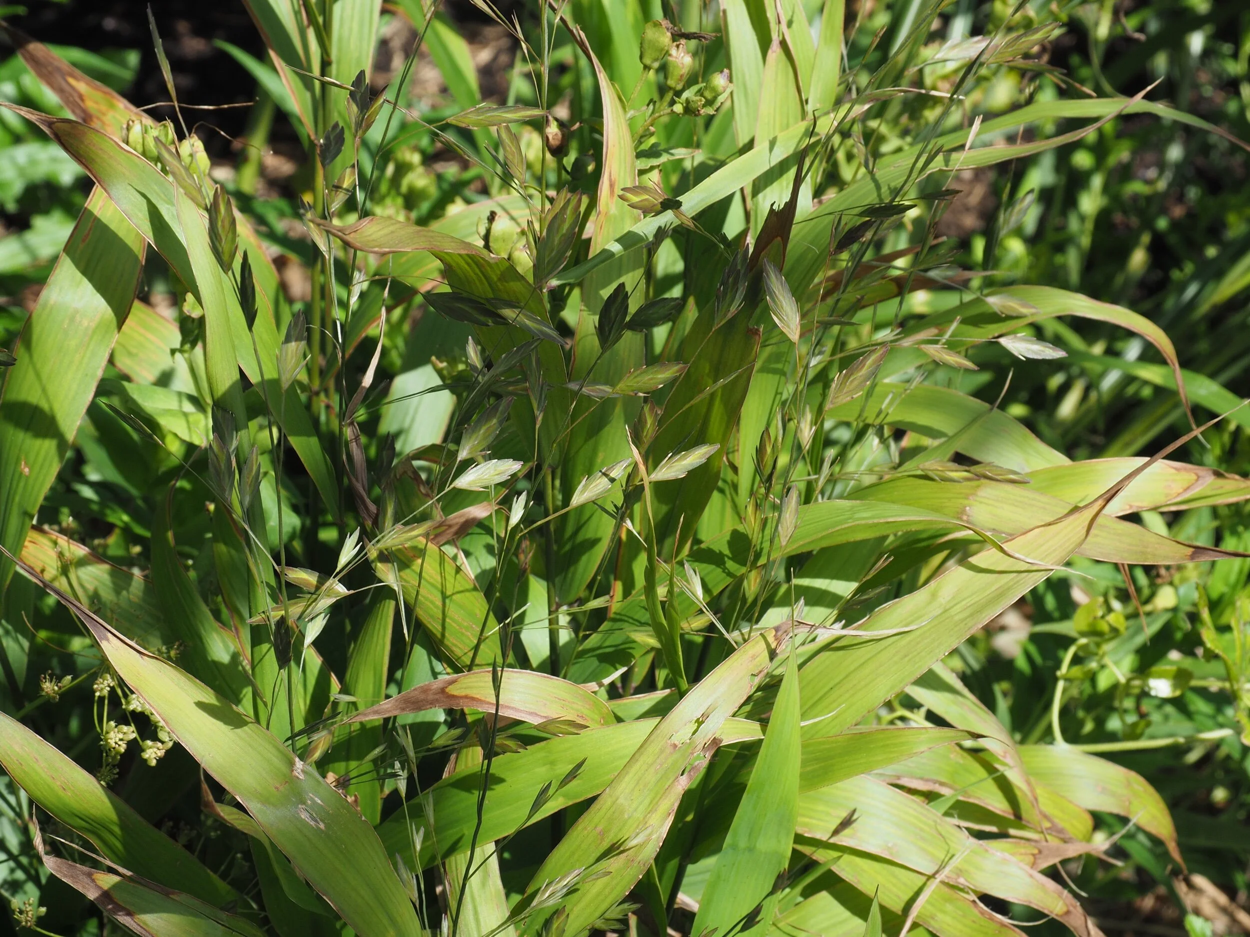 Chasmanthium latifolium.