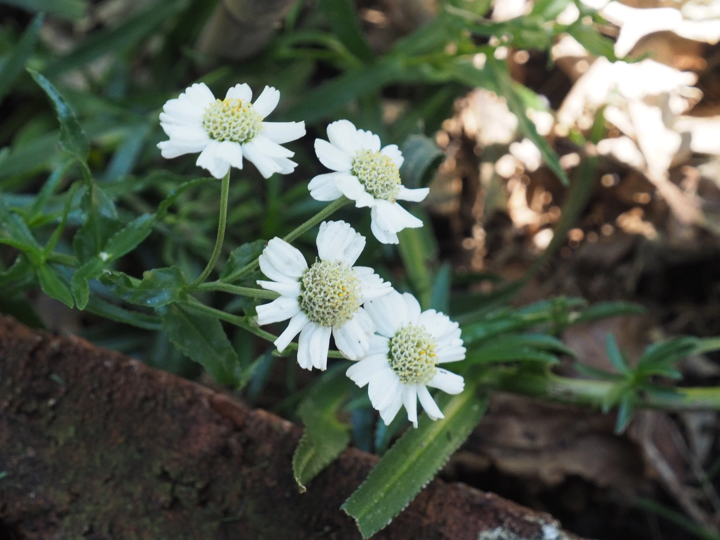 Achillea ageratum ‘W.B. Childs’.