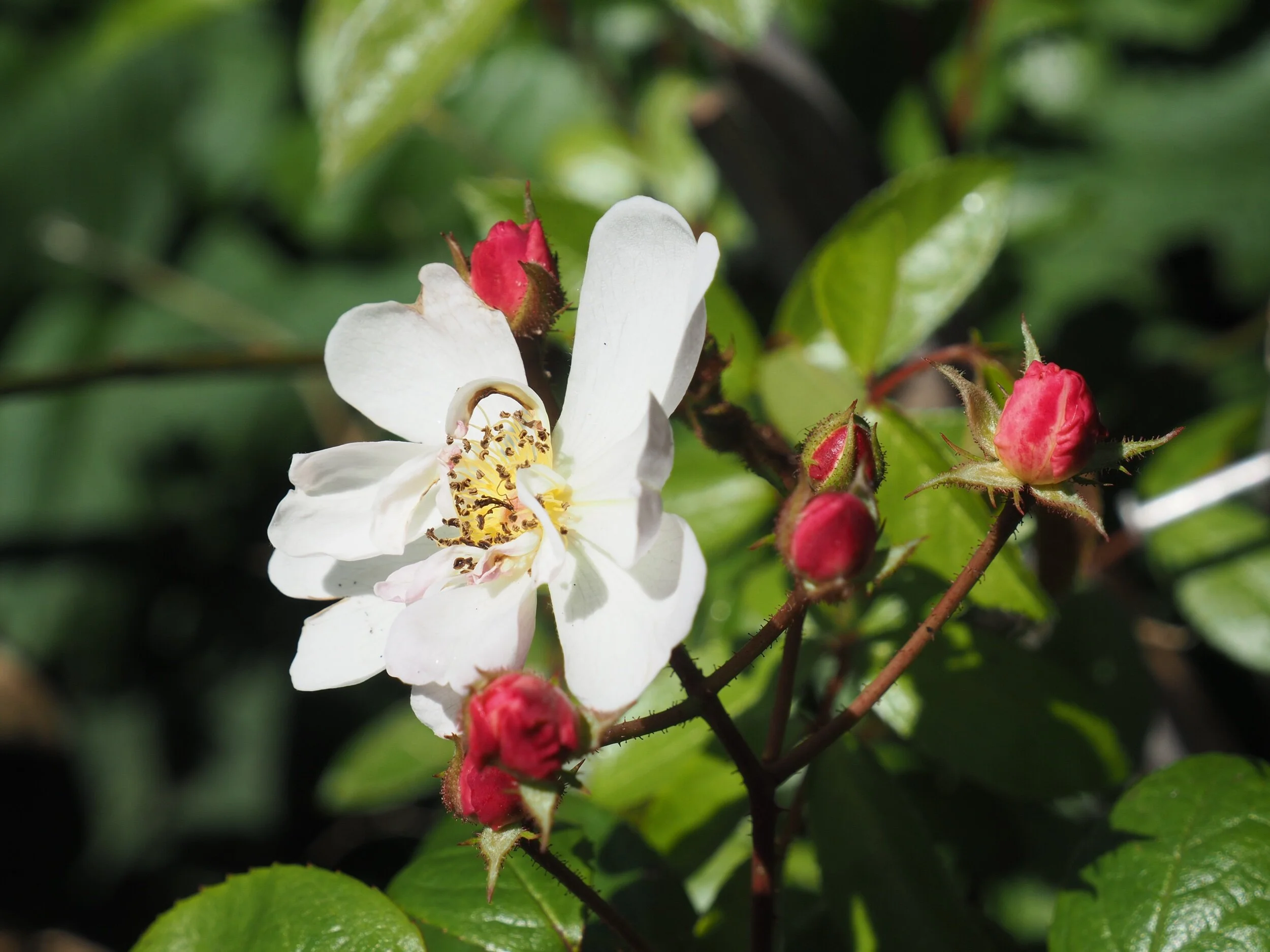 Hybrid Musk, ‘Queen of the Musks’, 1913.