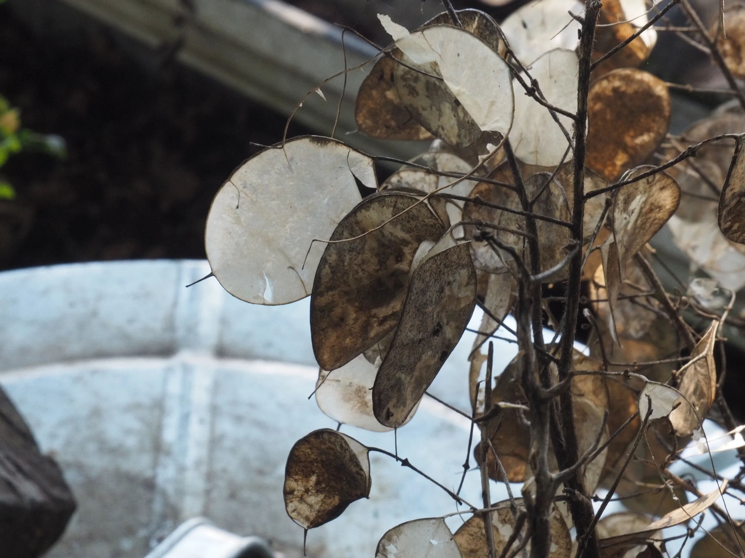 The seeds of white honesty, Lunaria annua.