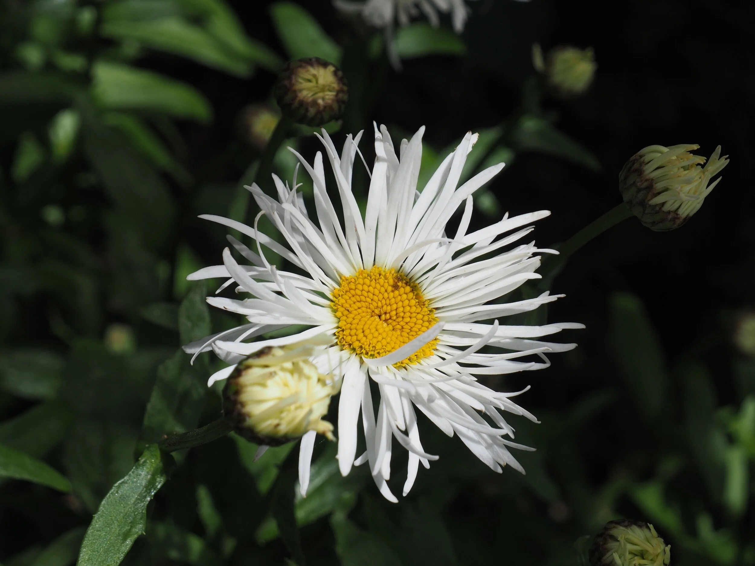 Leucanthemum x Superbum ‘Shaggy’.