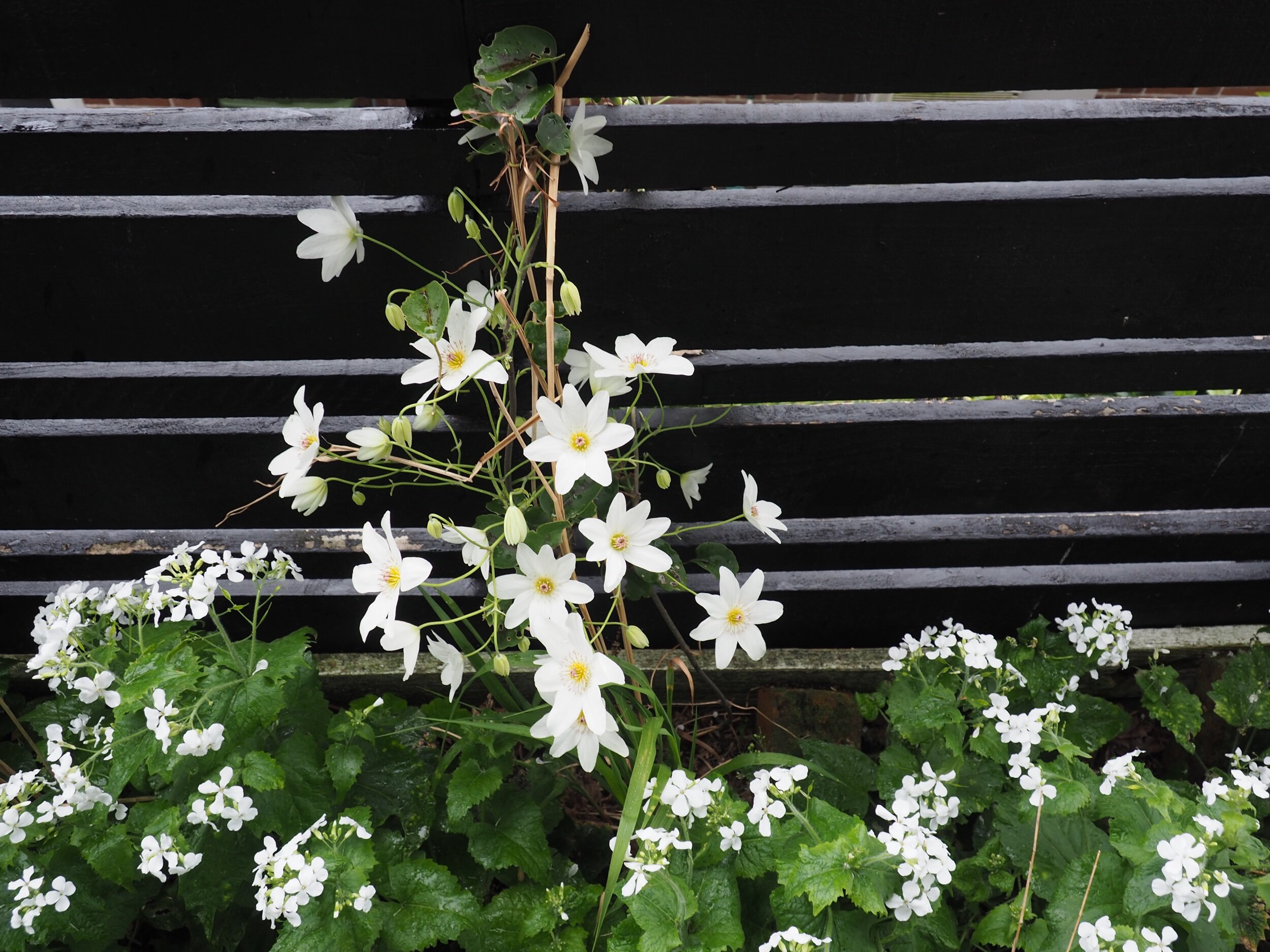 Clematis paniculata, Puawhananga, NZ Clematis and white honesty, Lunaria annua - spring 2019