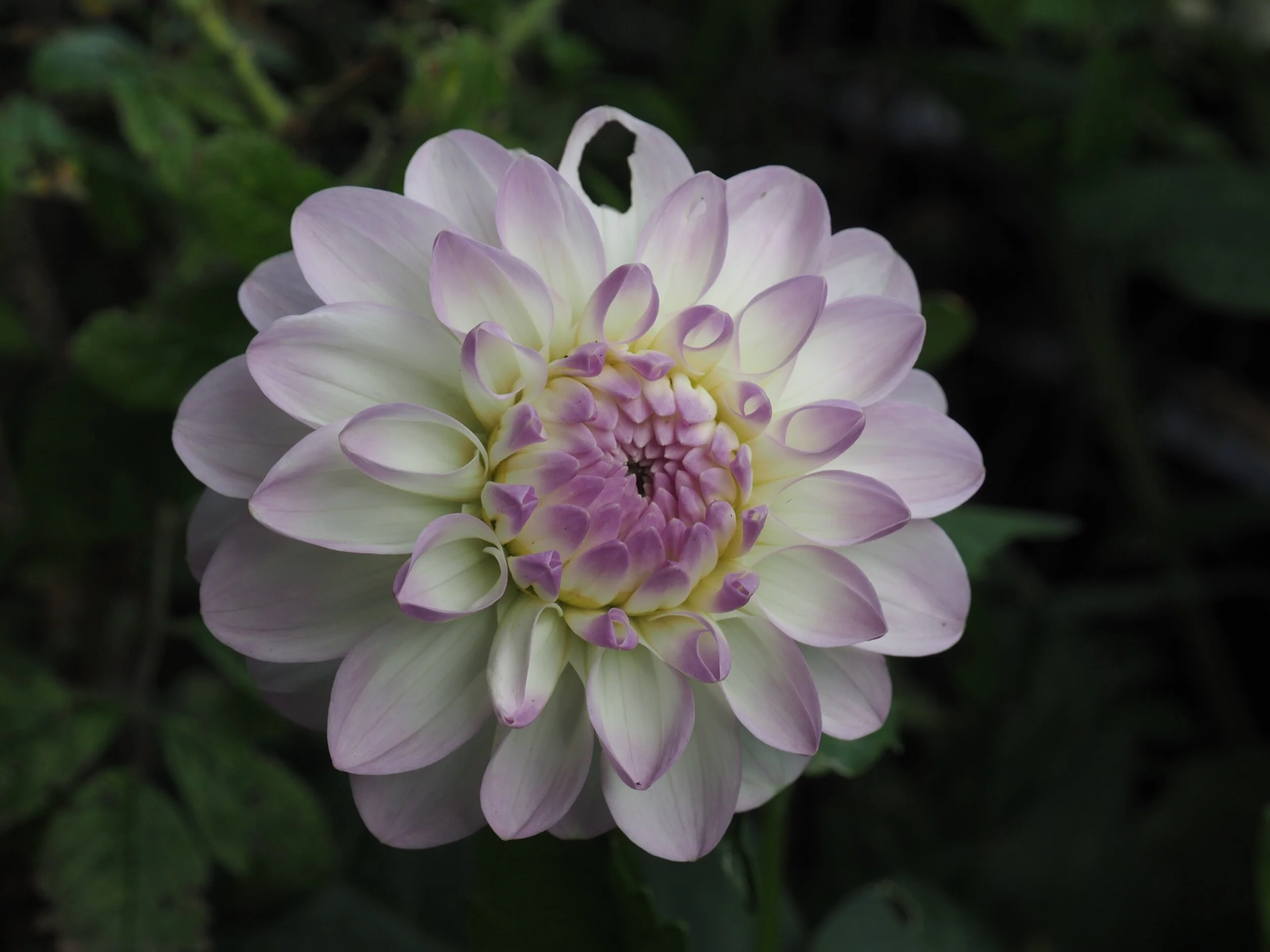 Dahlia ‘Eveline’.