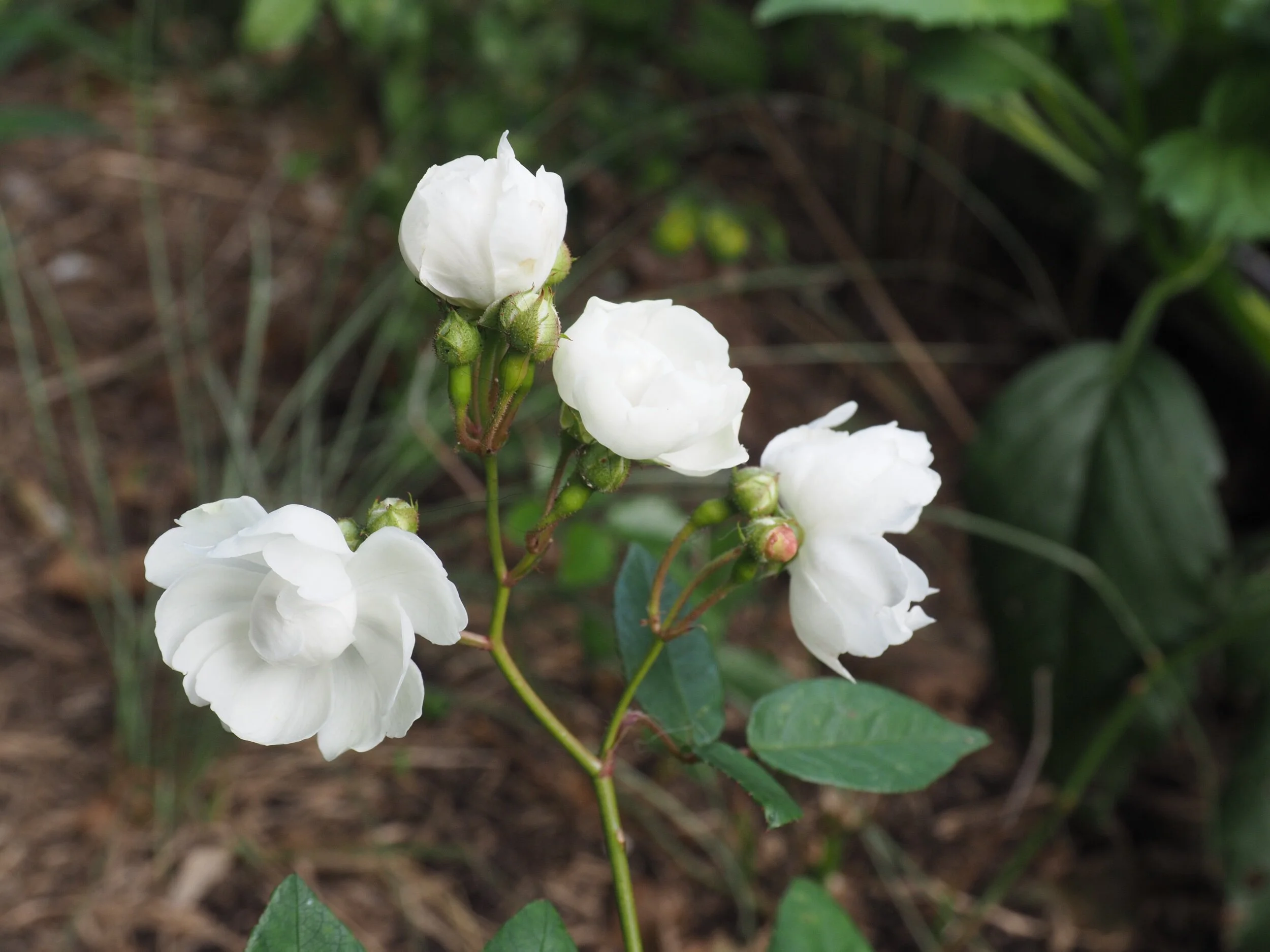 Polyantha Rose, ‘Anna Maria de Montravel’, 1879.