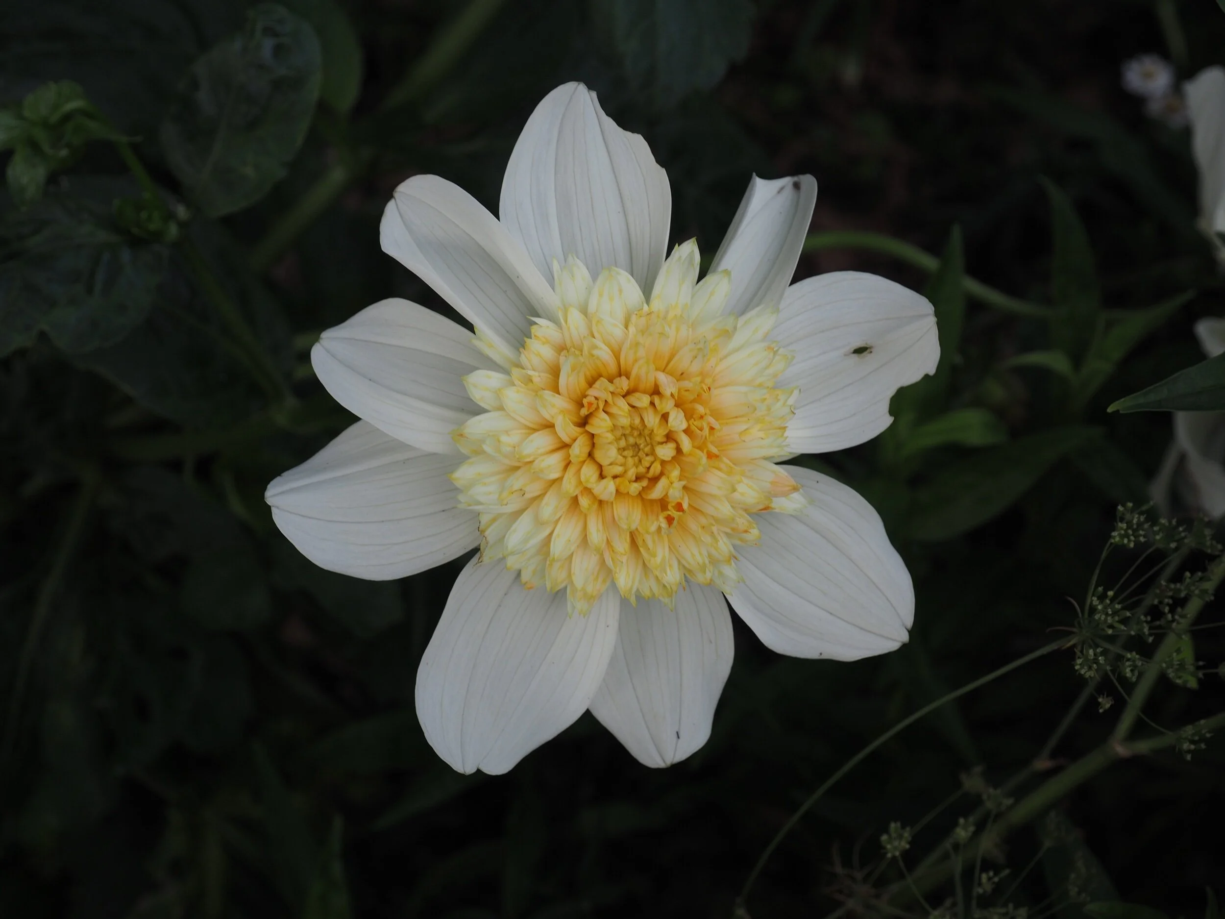 Dahlia ‘Platinum Blonde’.
