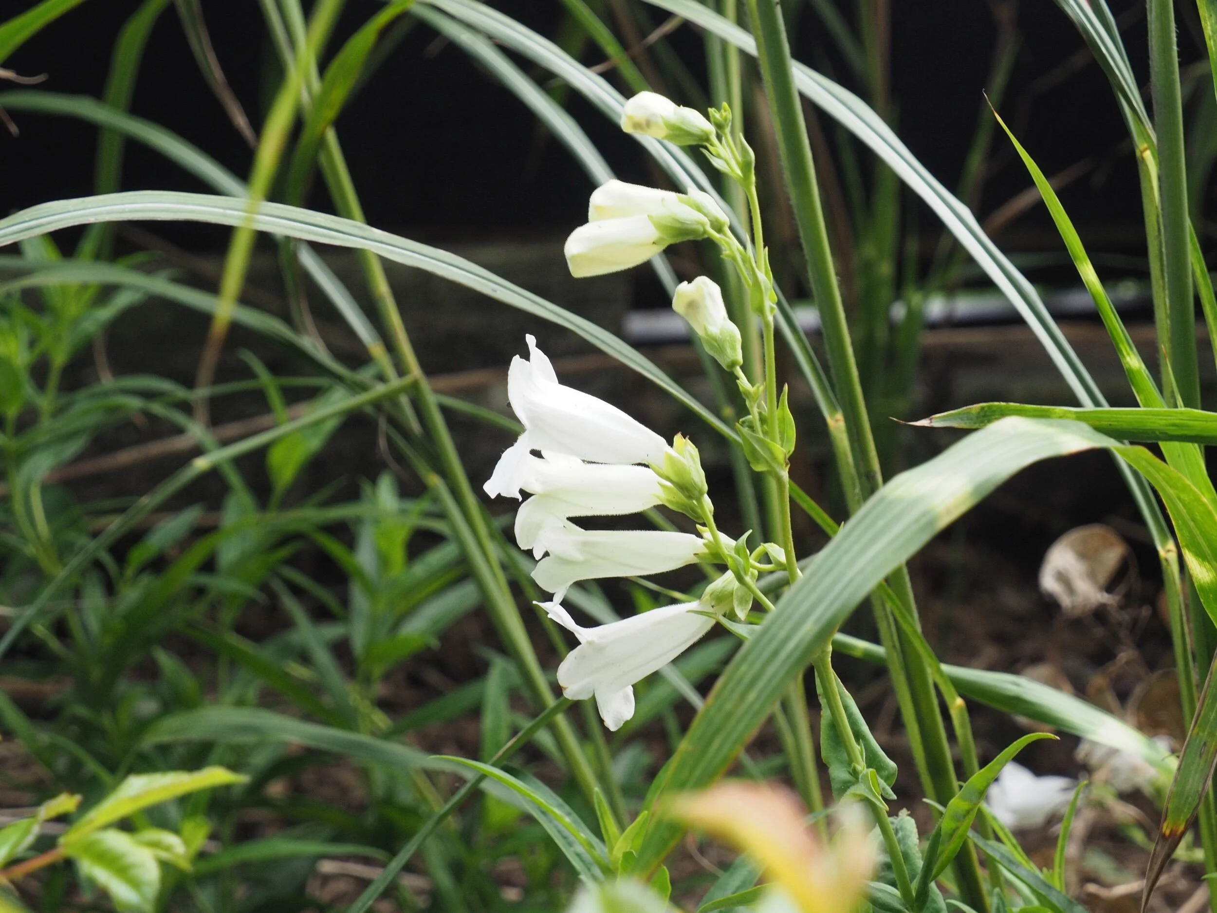 White penstemon.