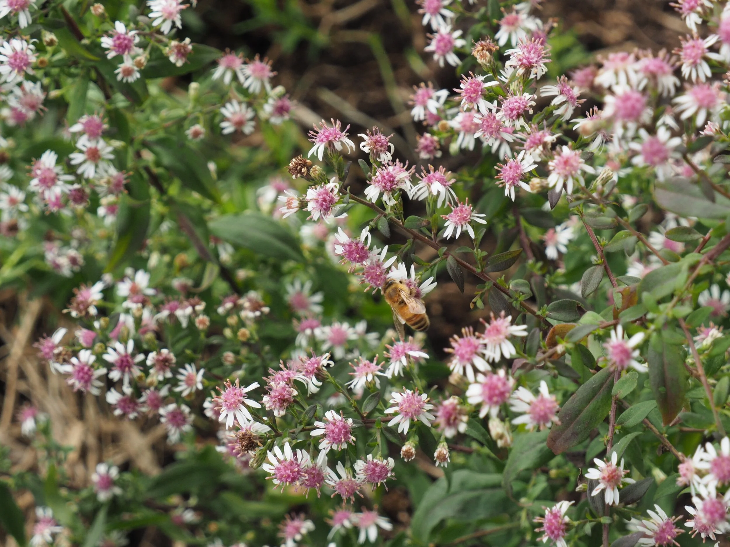 Aster lateriflorous var. ‘Horizontali’.