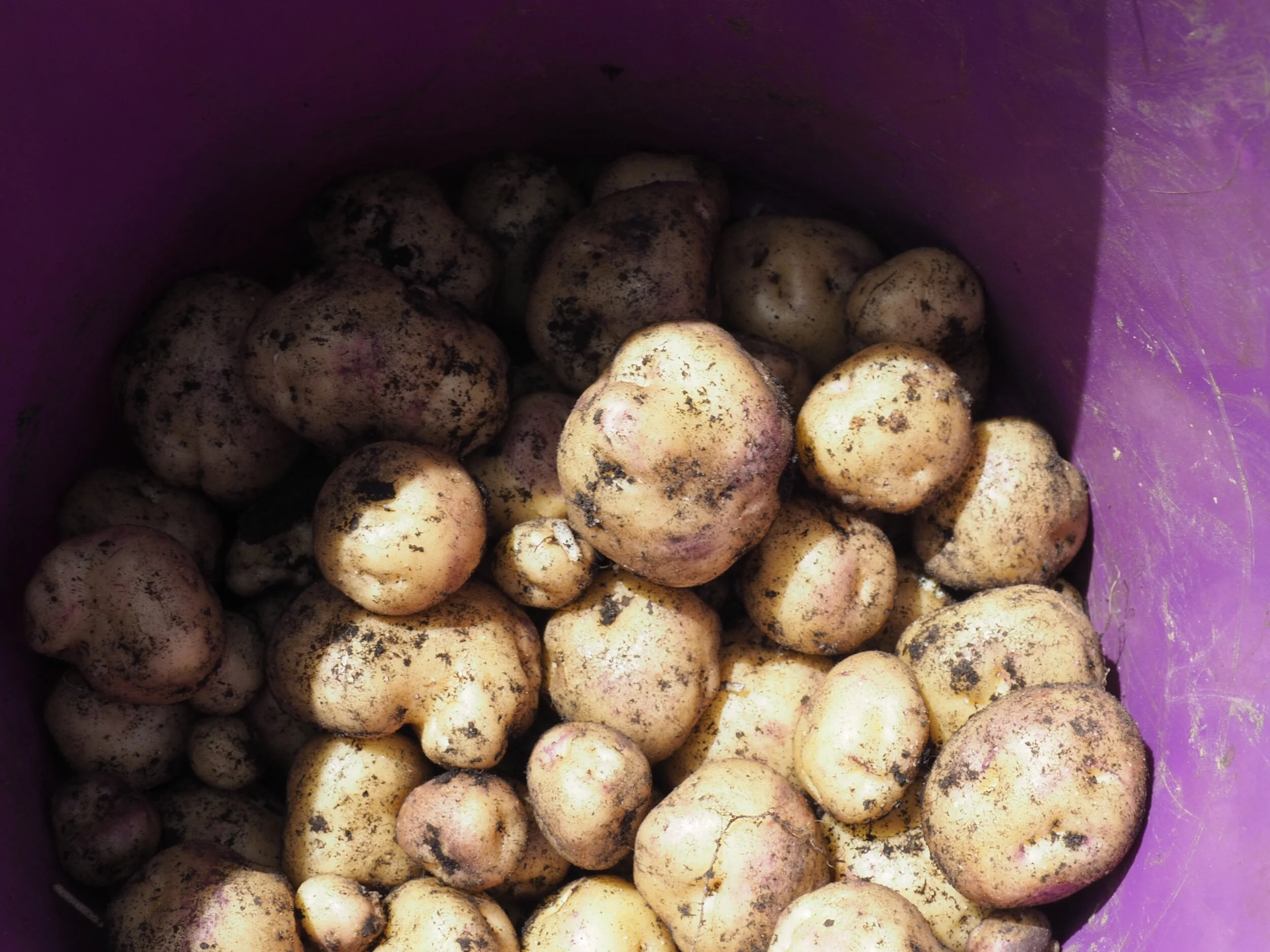 Huakaroro potatoes.