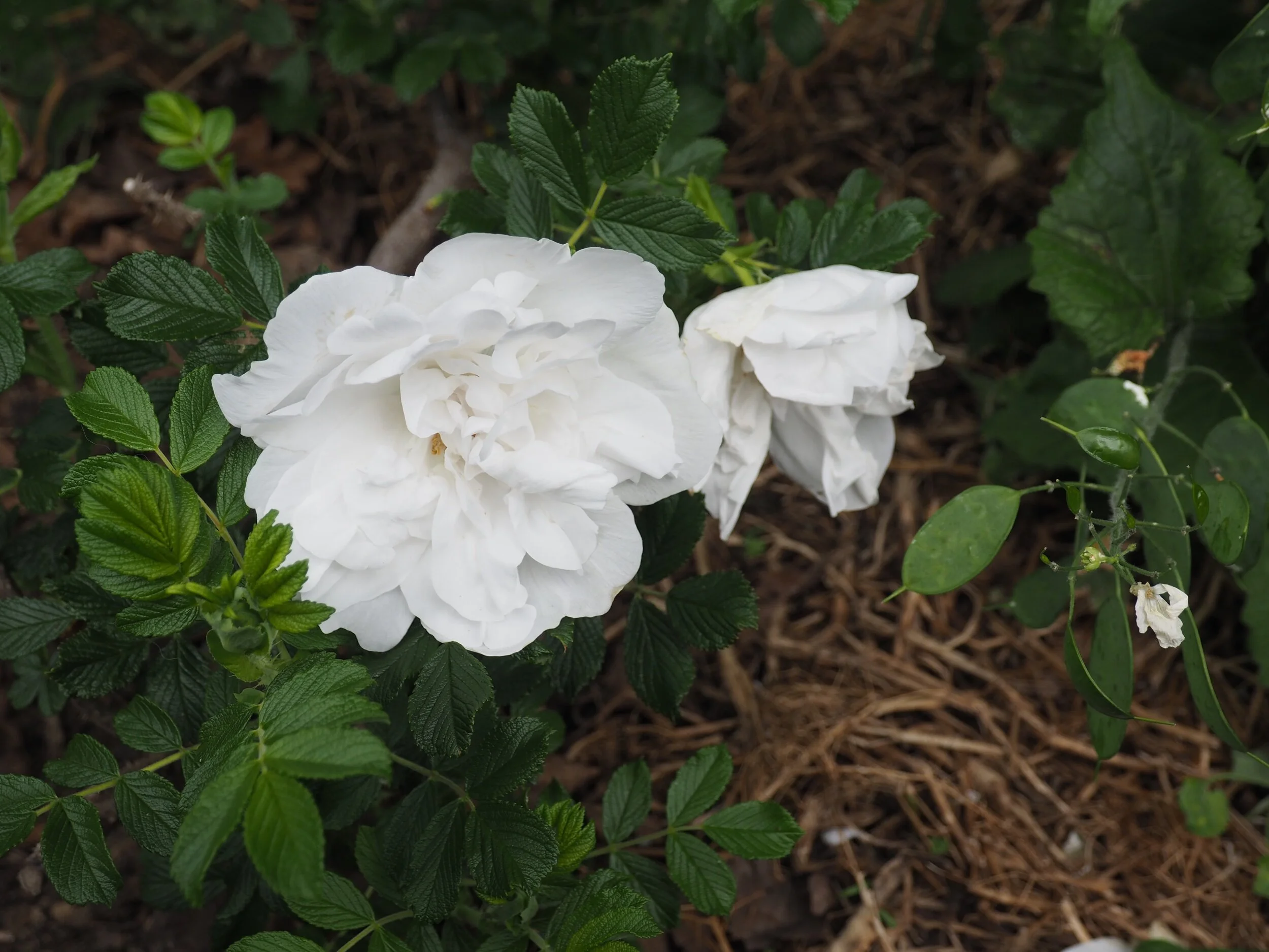 Rugosa ‘Blanc Double de Coubert’, 1892.