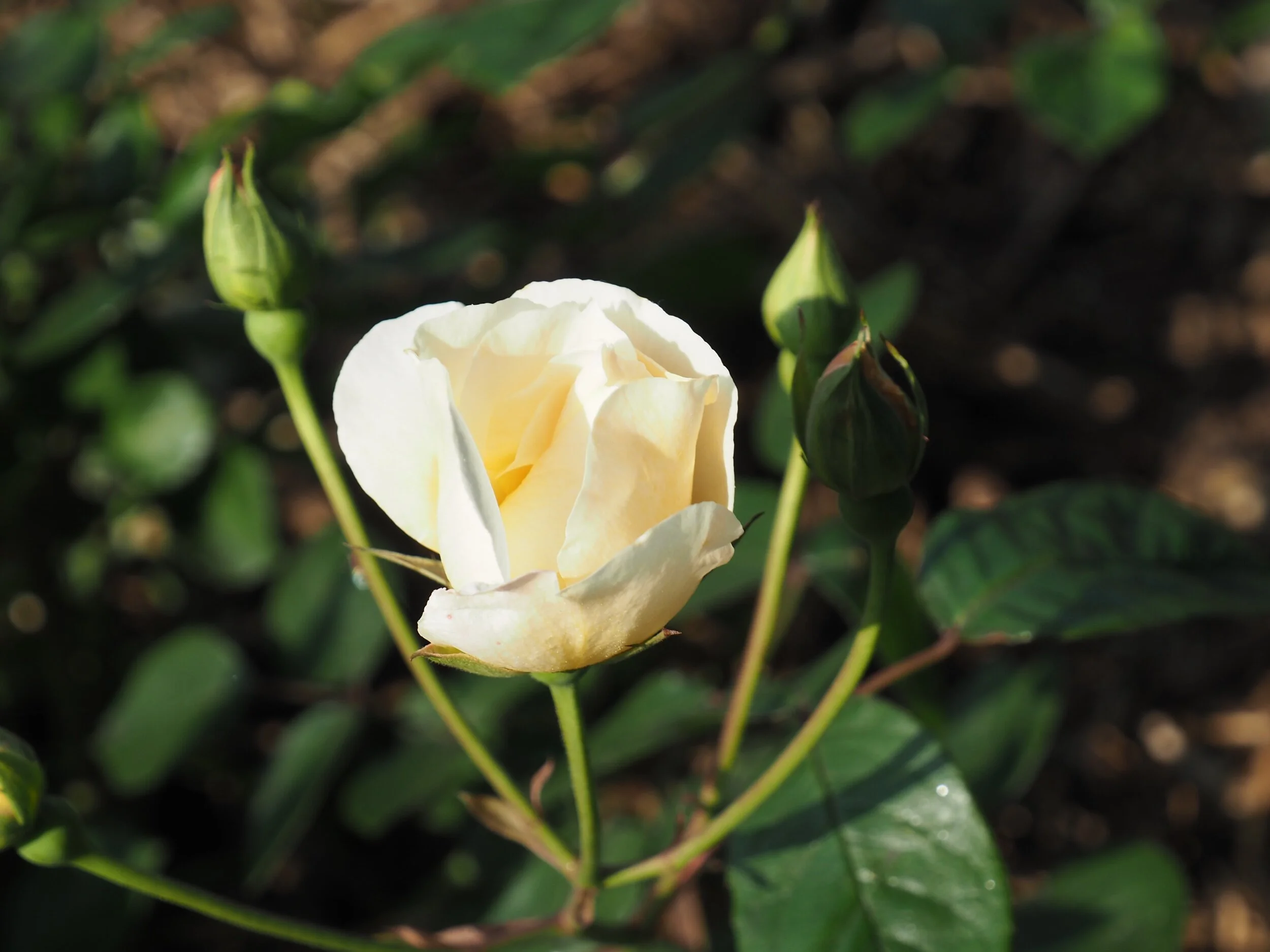 Hybrid Musk, ‘Pax’, 1918.