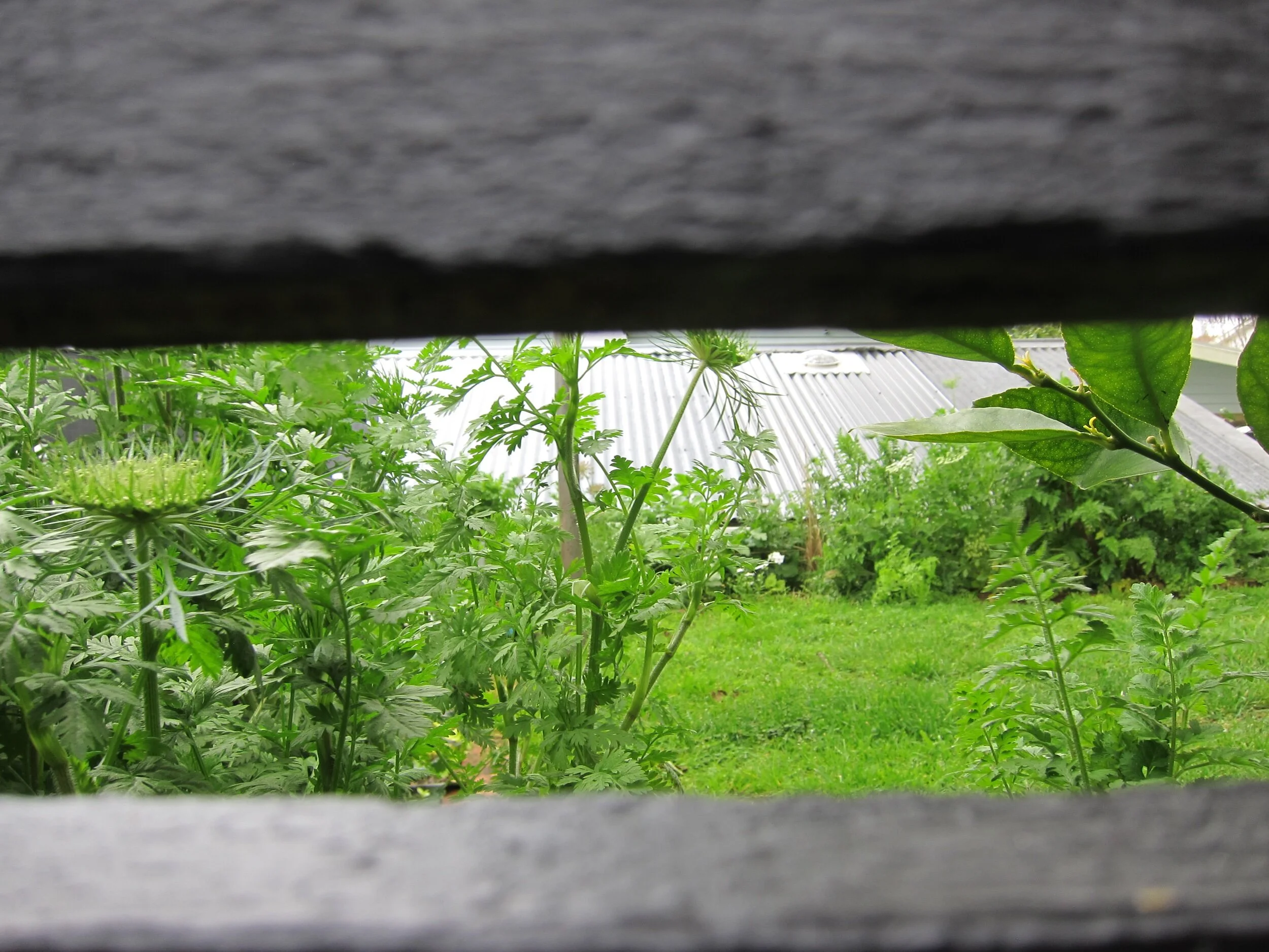 The beginning of the white garden 4 years ago, looking through the fence.