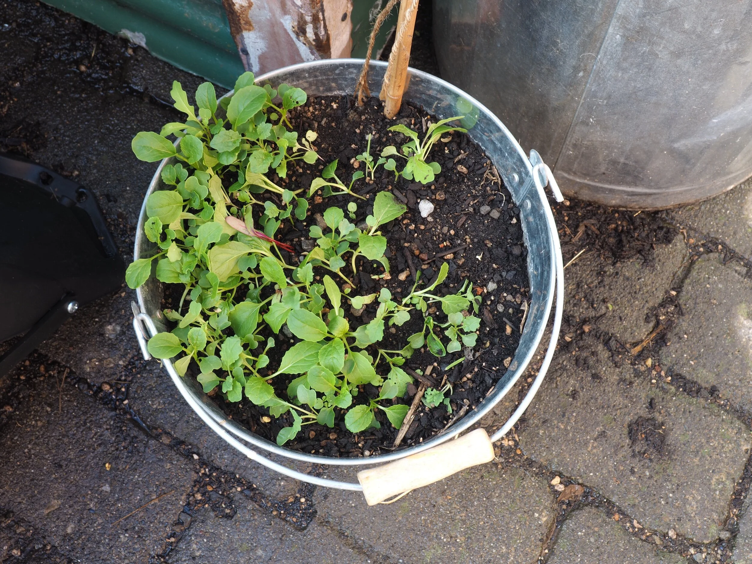 Mesclun Italian mix.