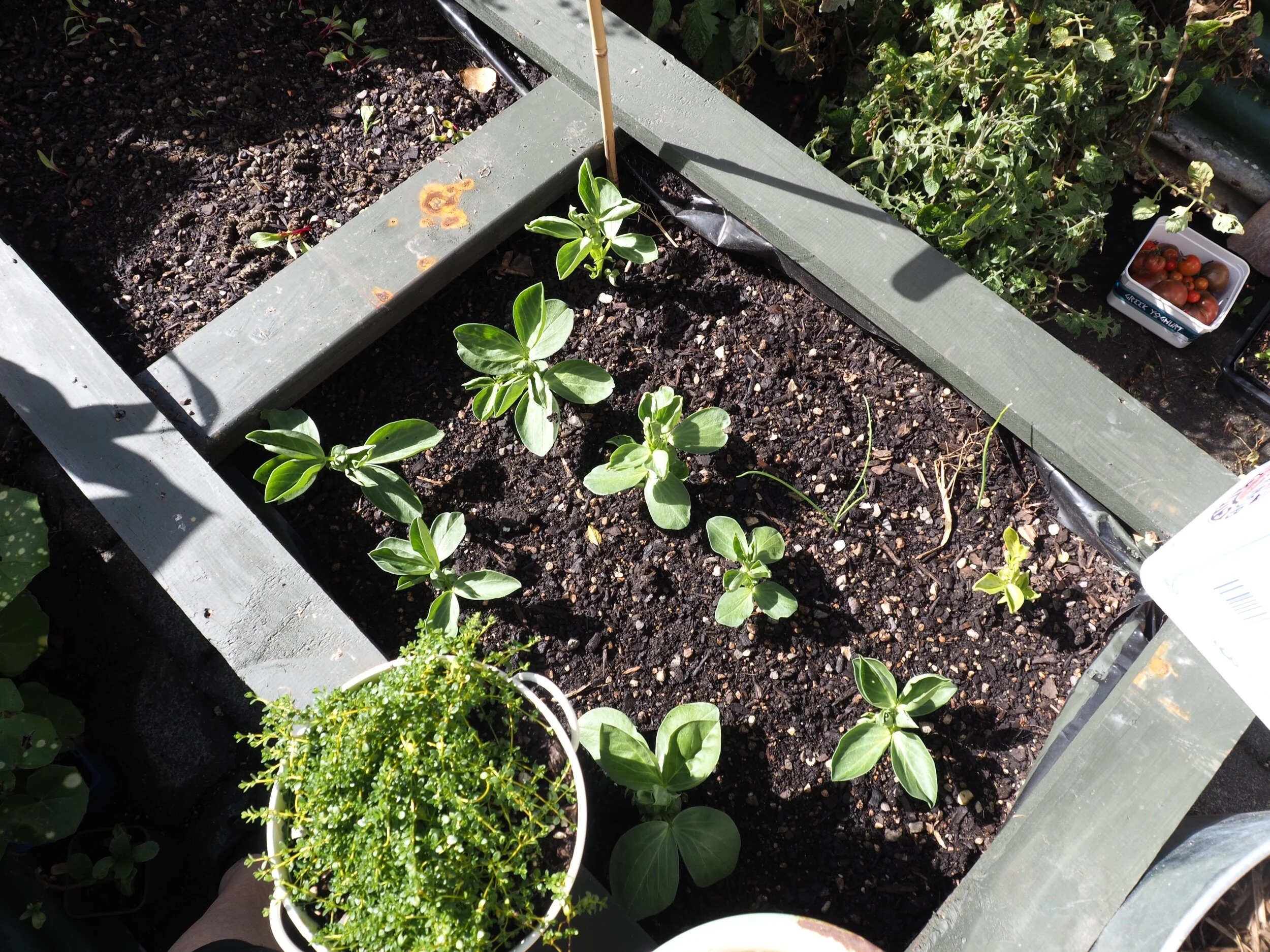 Broad bean seedlings.