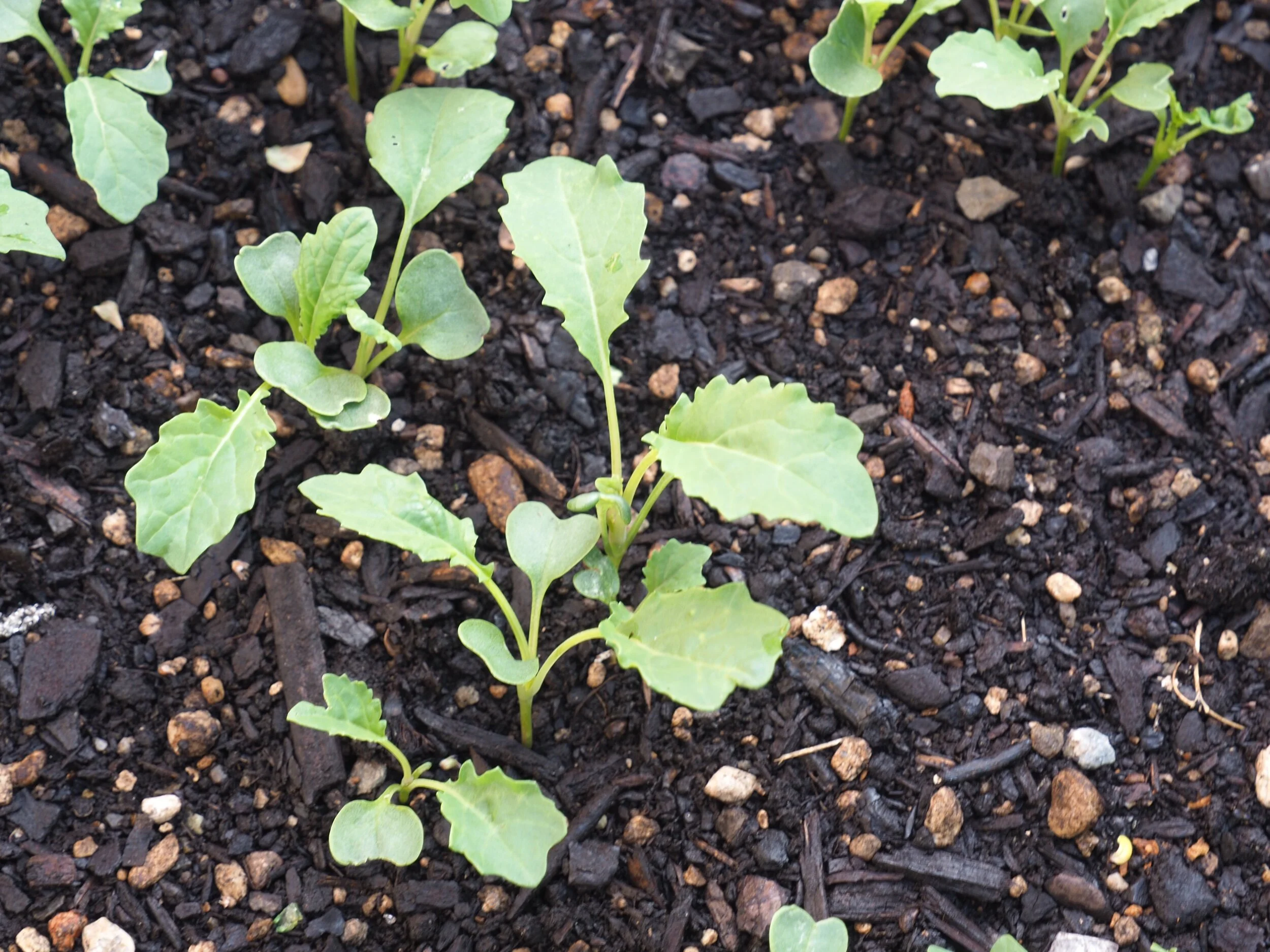Kale seedlings.