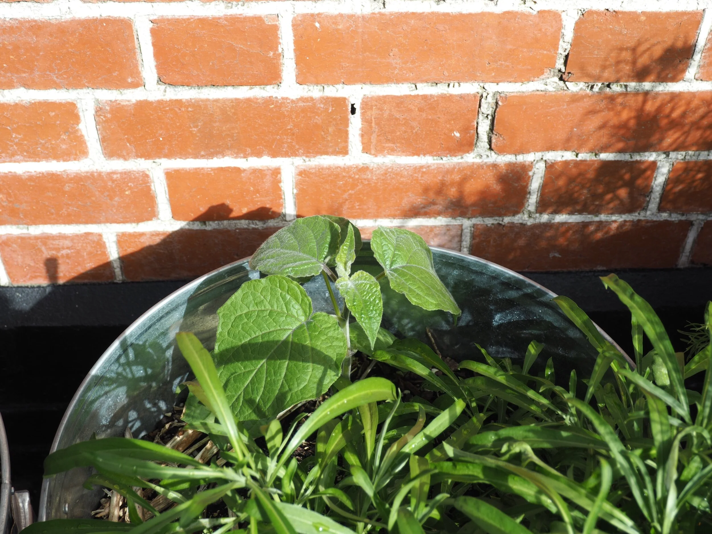 Cape gooseberry, Physalis peruviana.