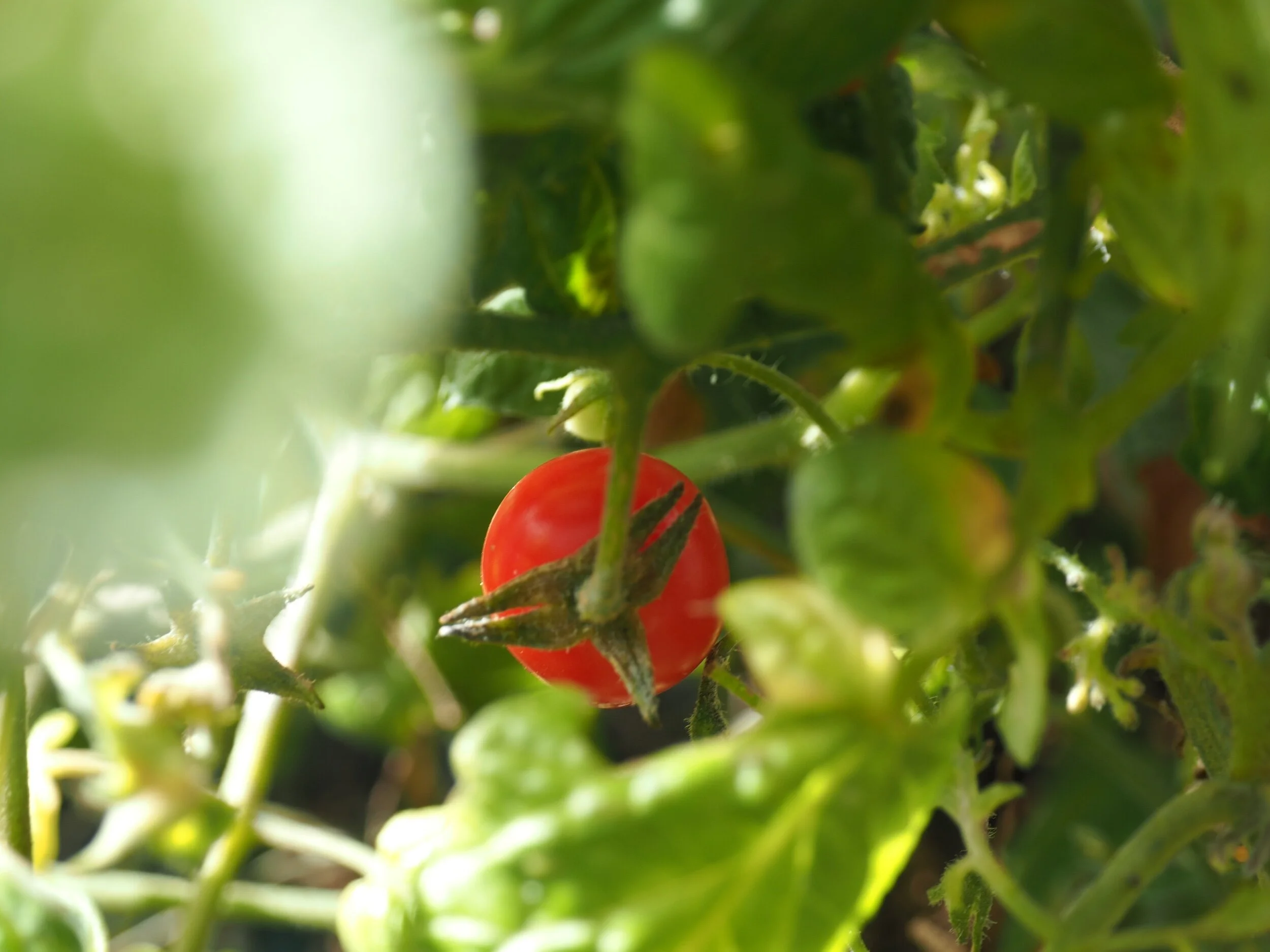 One of my neglected tomatoes.