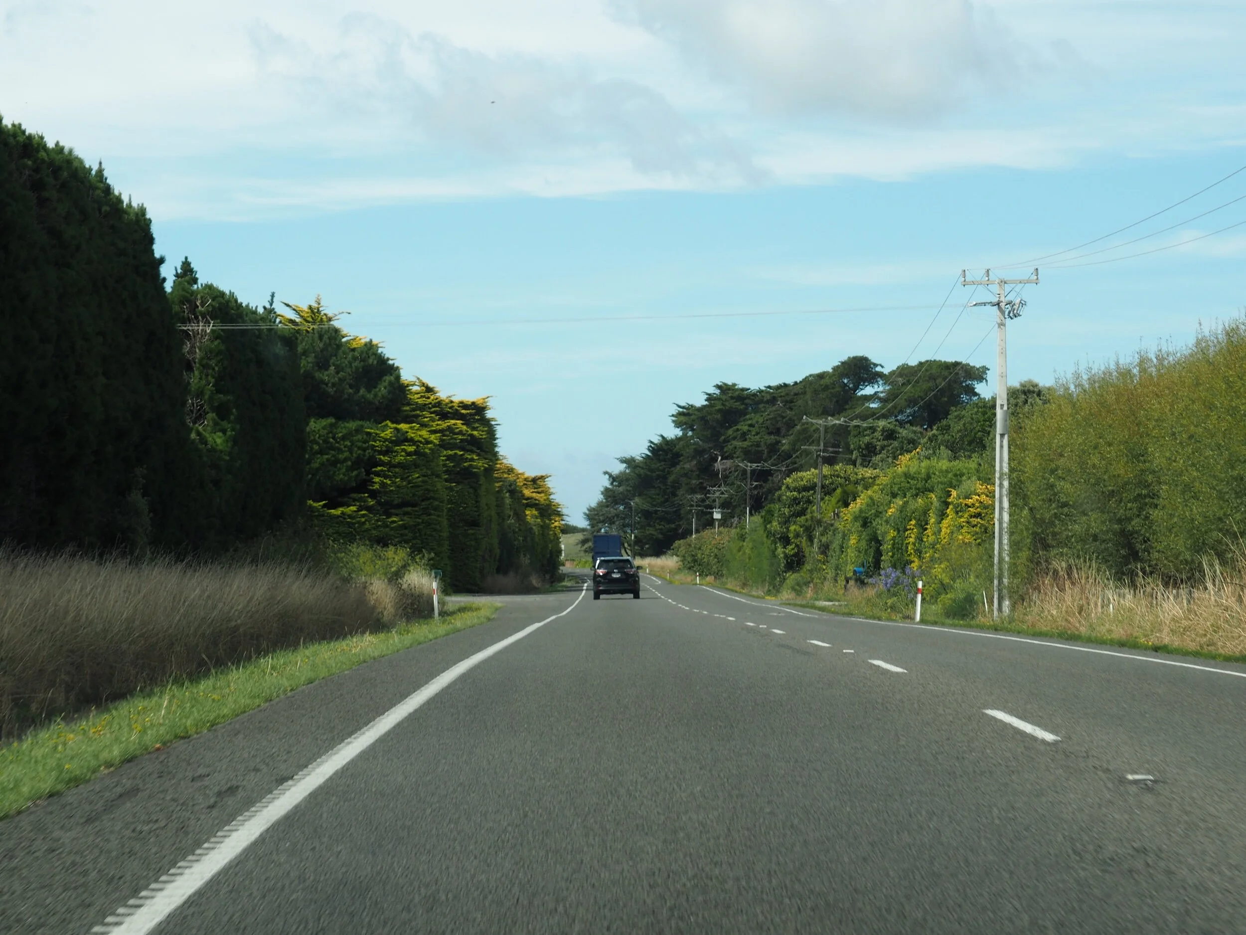 Hedges in Taranaki.