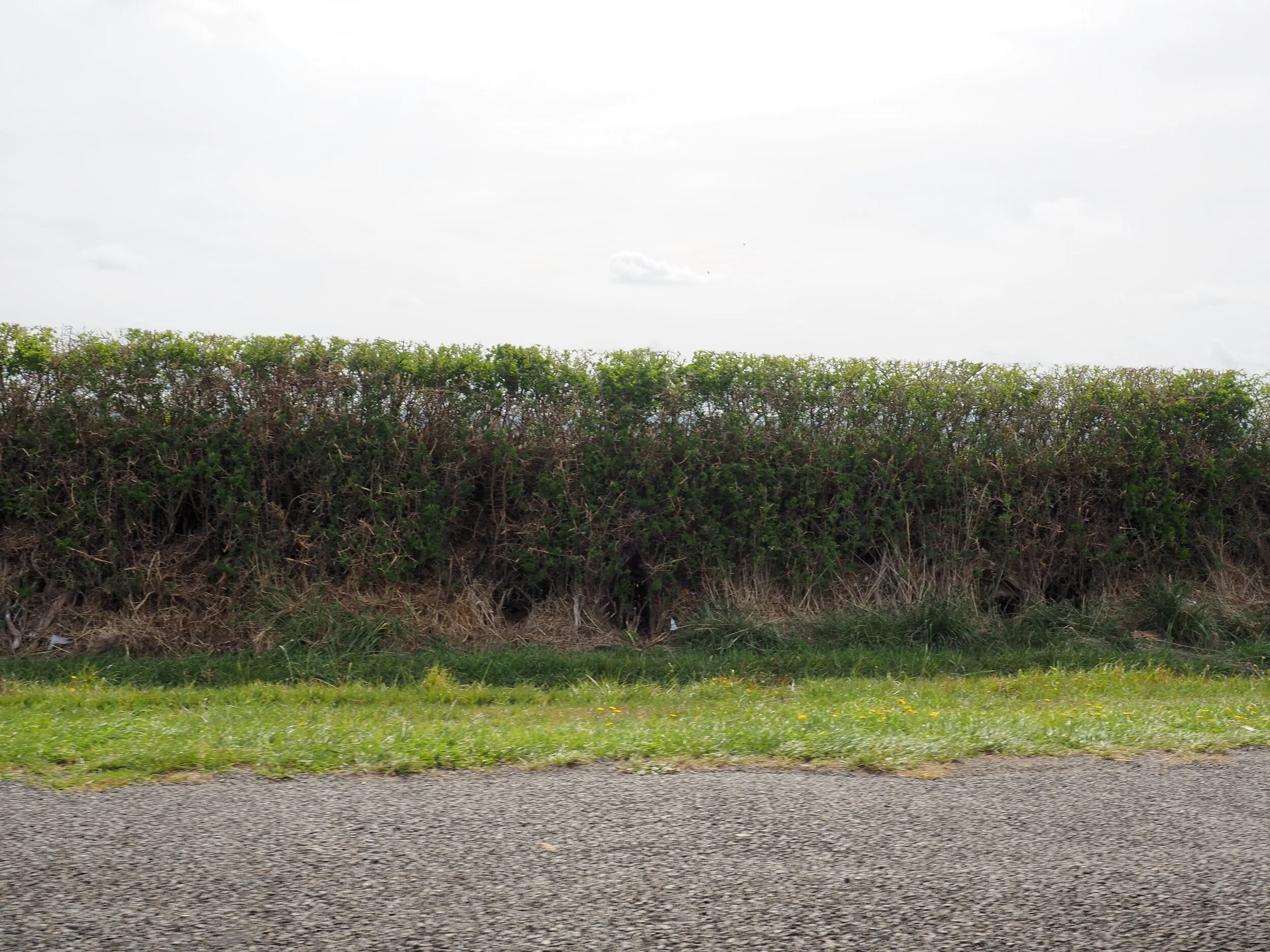 A roadside hedge in Taranaki.