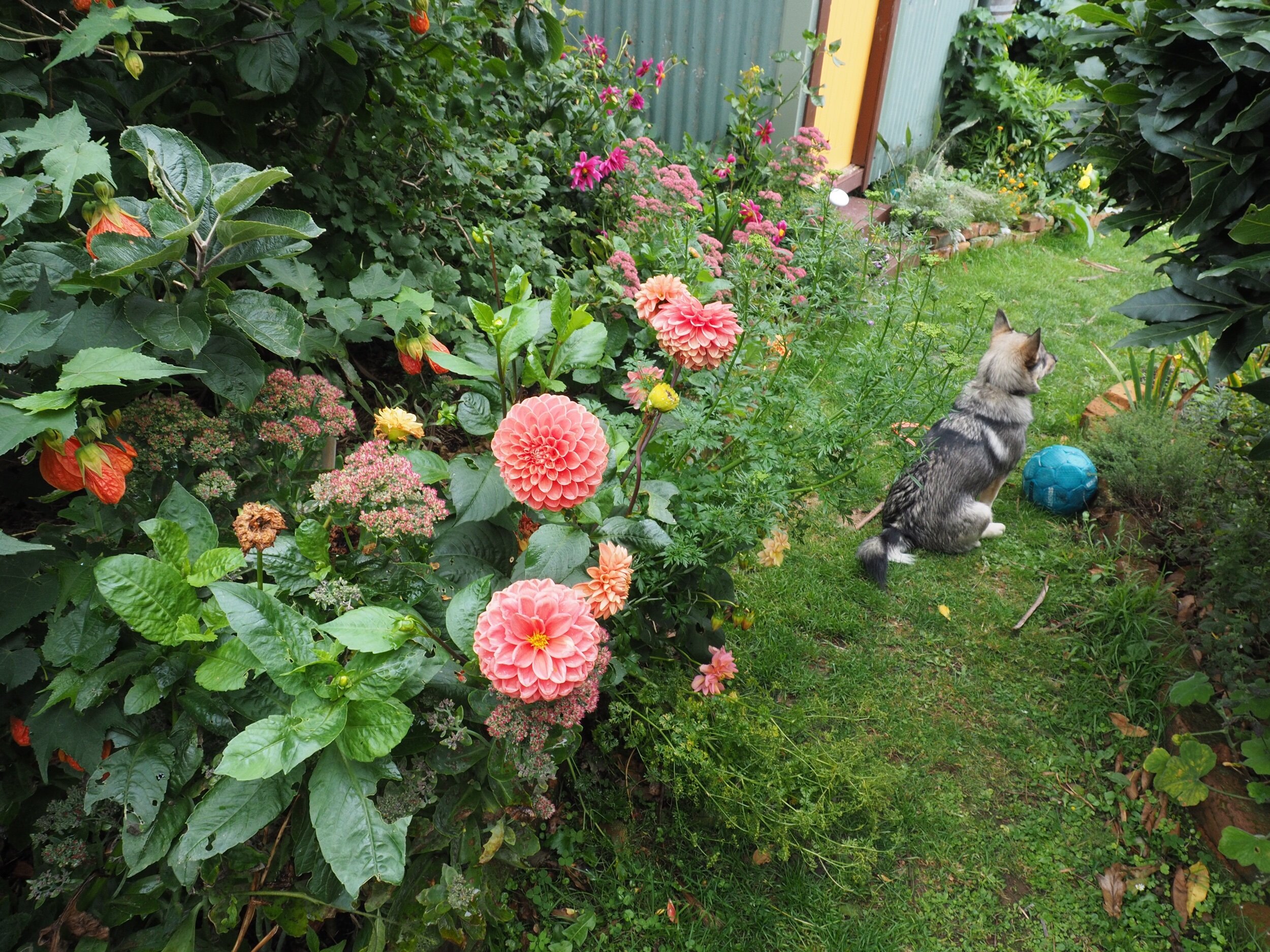 Moussa in the front garden.
