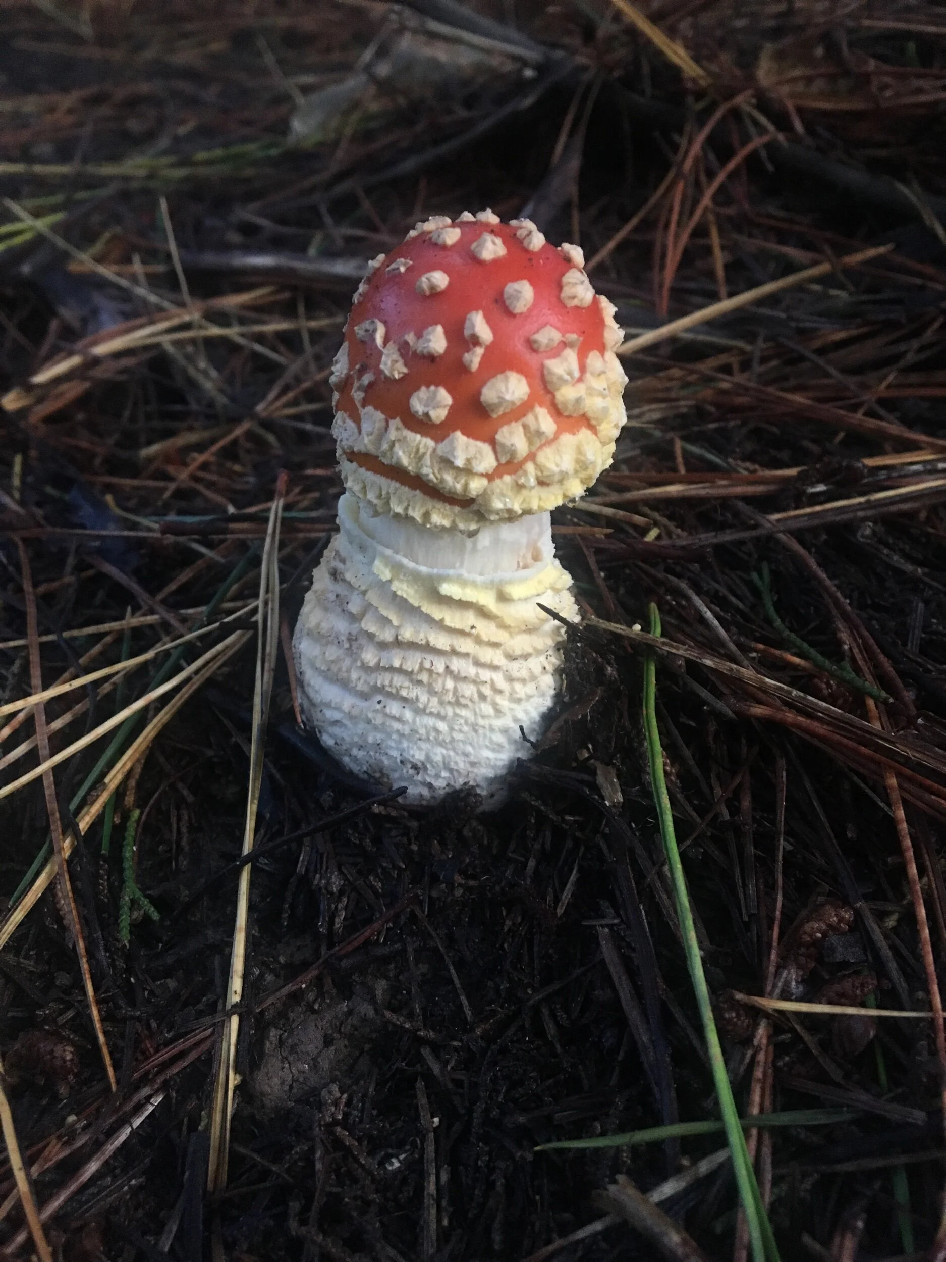 A toadstool in the forest.