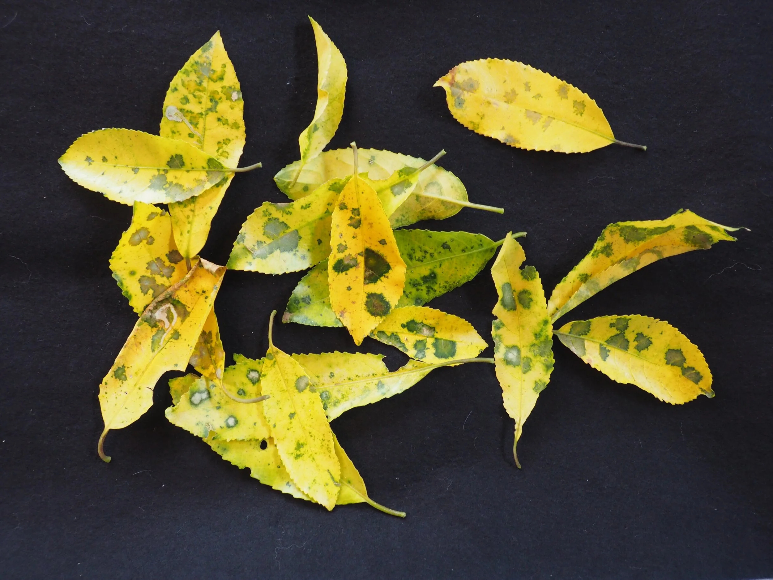 Mahoe leaves from the forest.