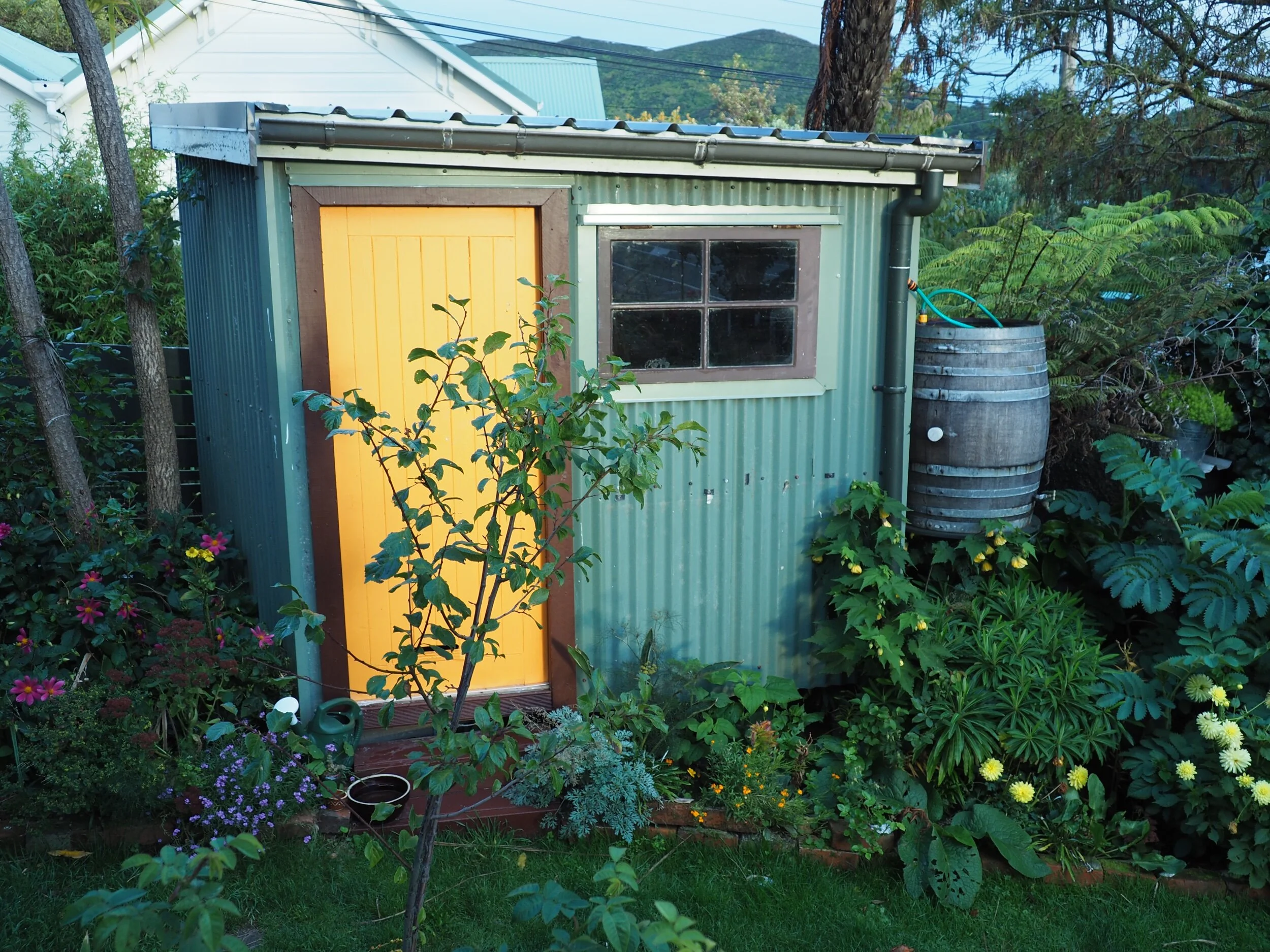 Morning sun on my shed.