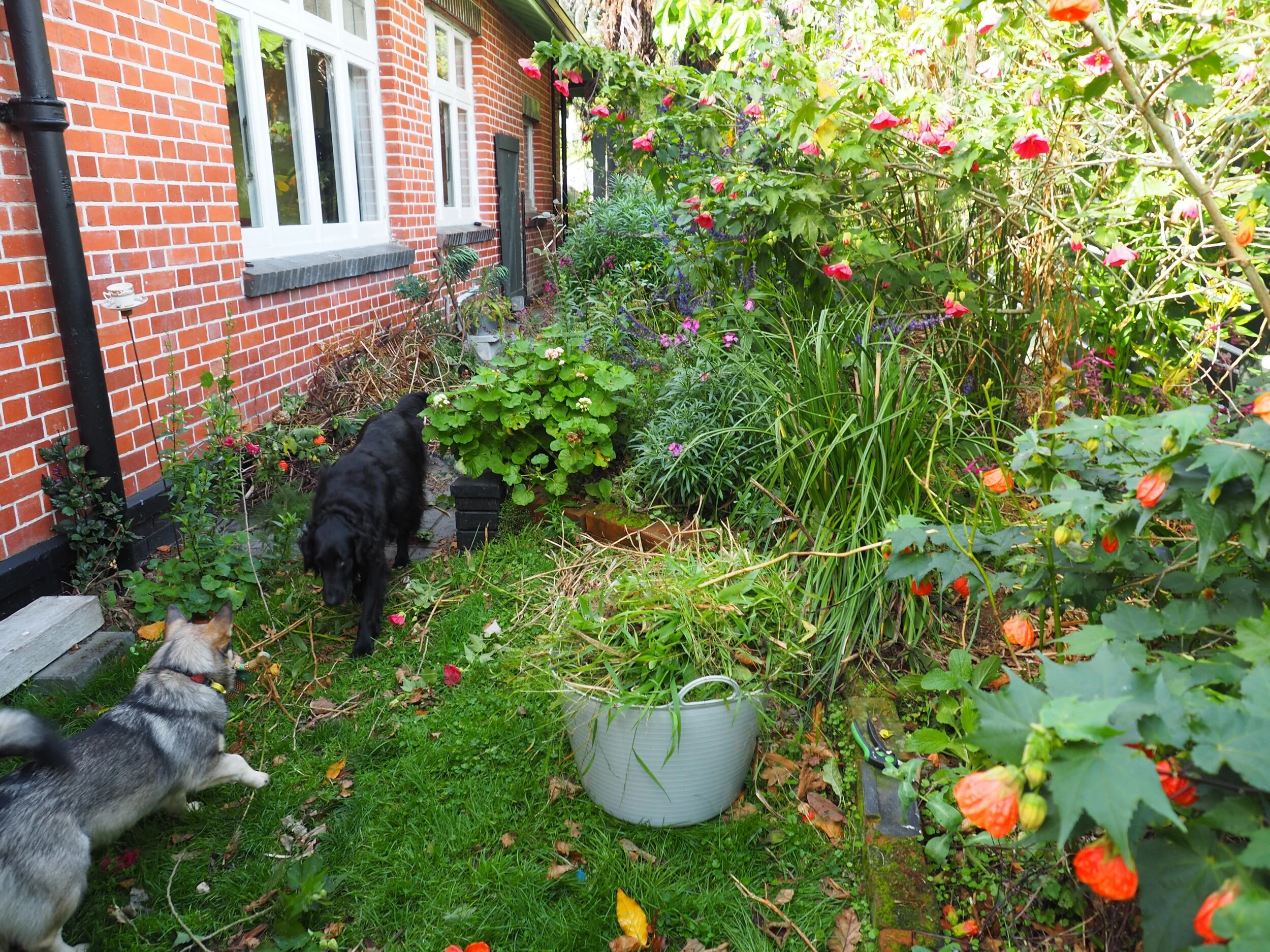 The side garden and my 2 other bubble buddies.
