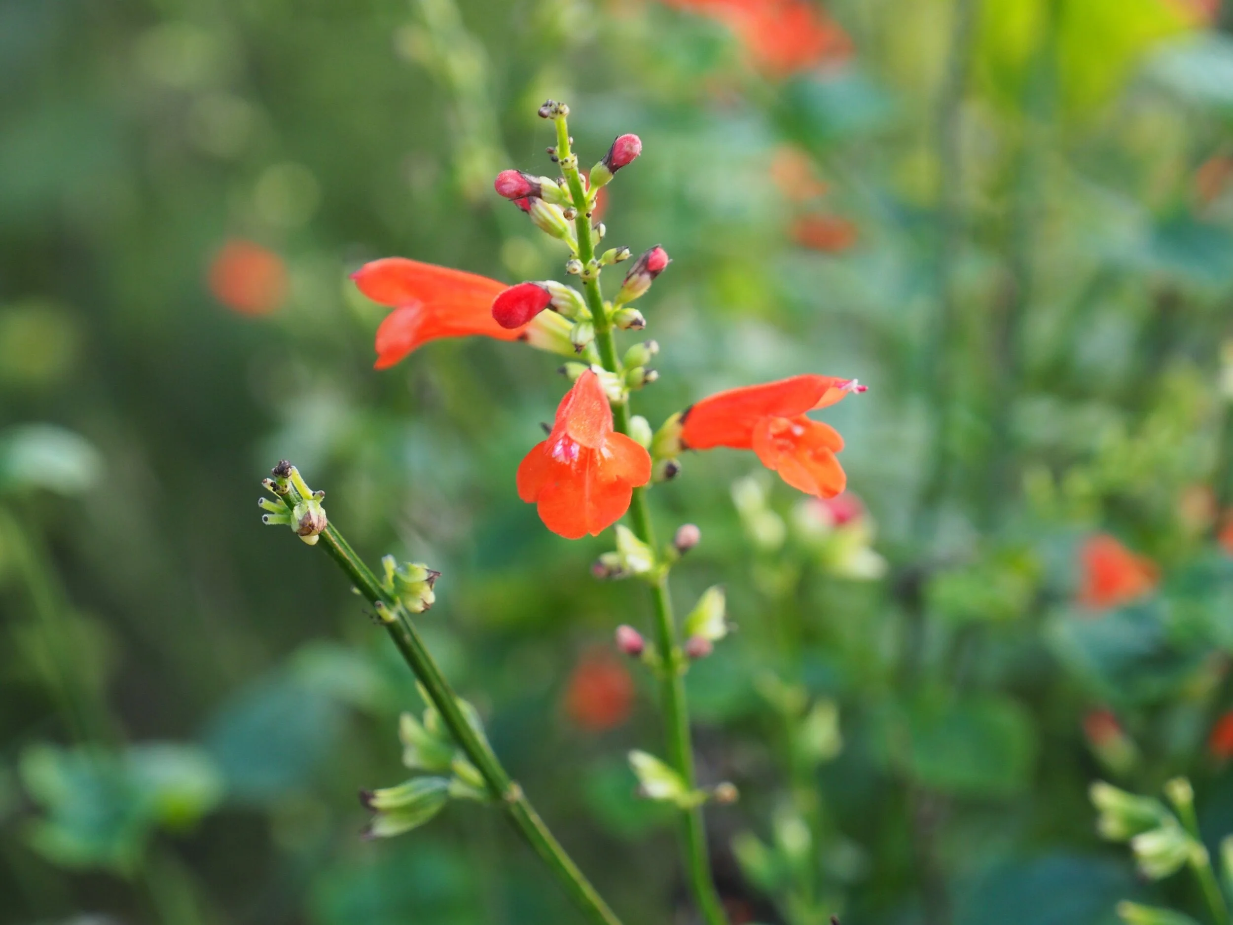 Salvia subrotunda.