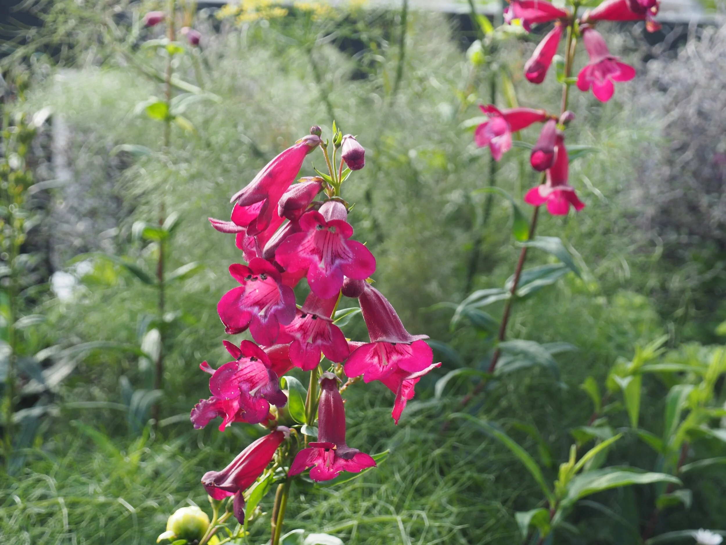 Some penstemons in the front garden.