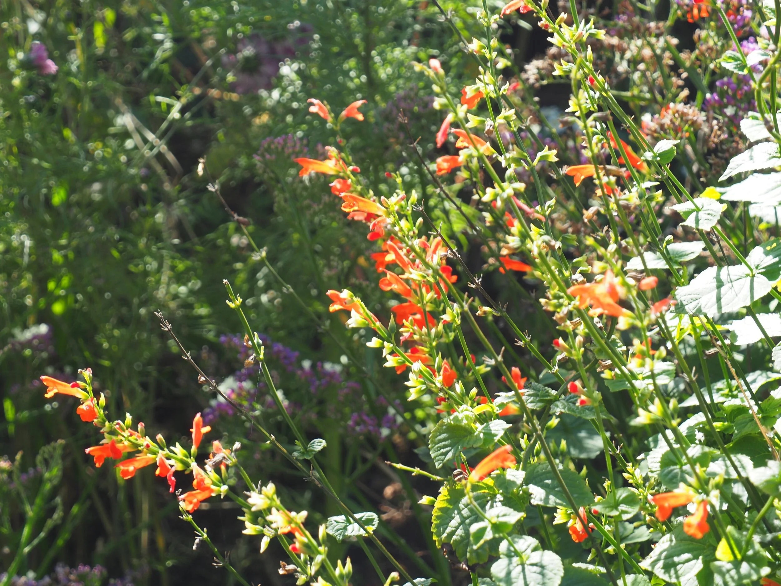 Salvia subrotunda.