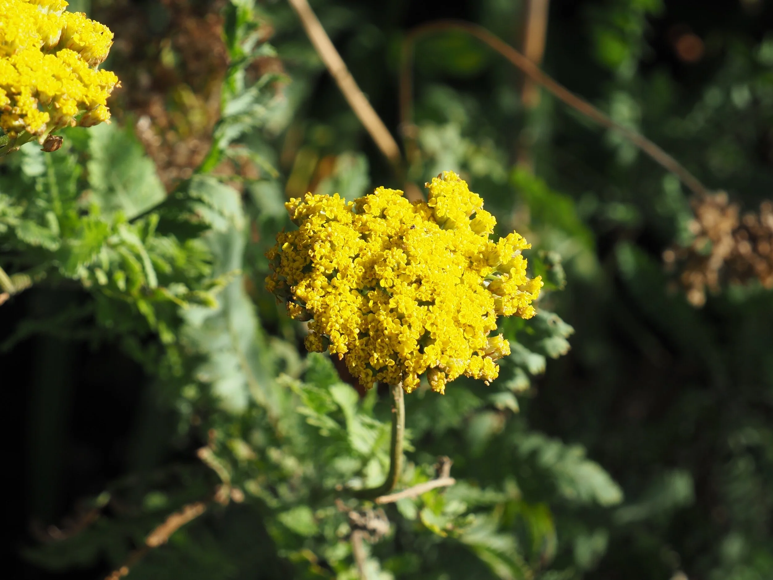 Achillea filipendulina ‘Parker’s Gold’.